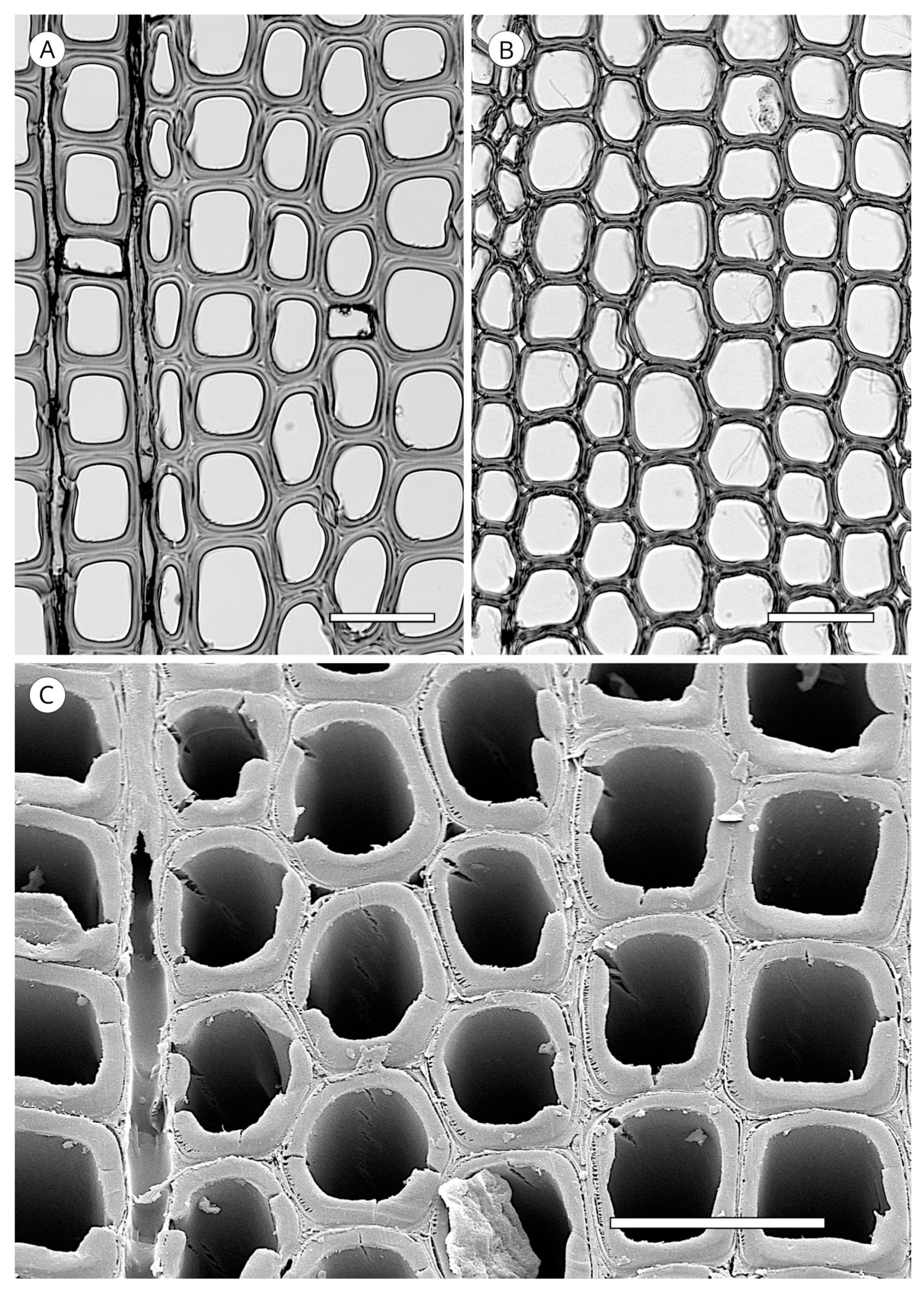 Forests 14 00323 g010