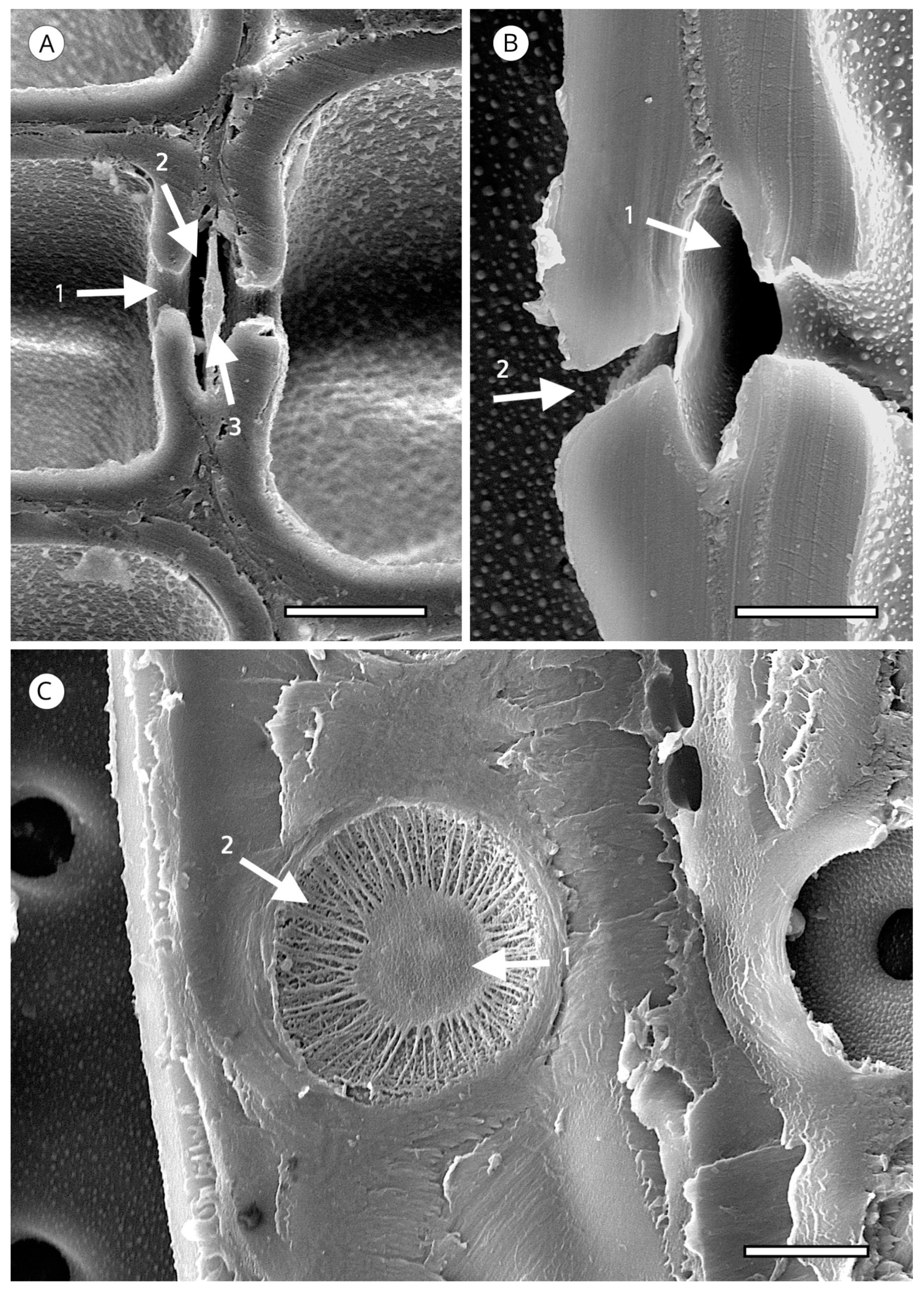 Forests 14 00323 g012