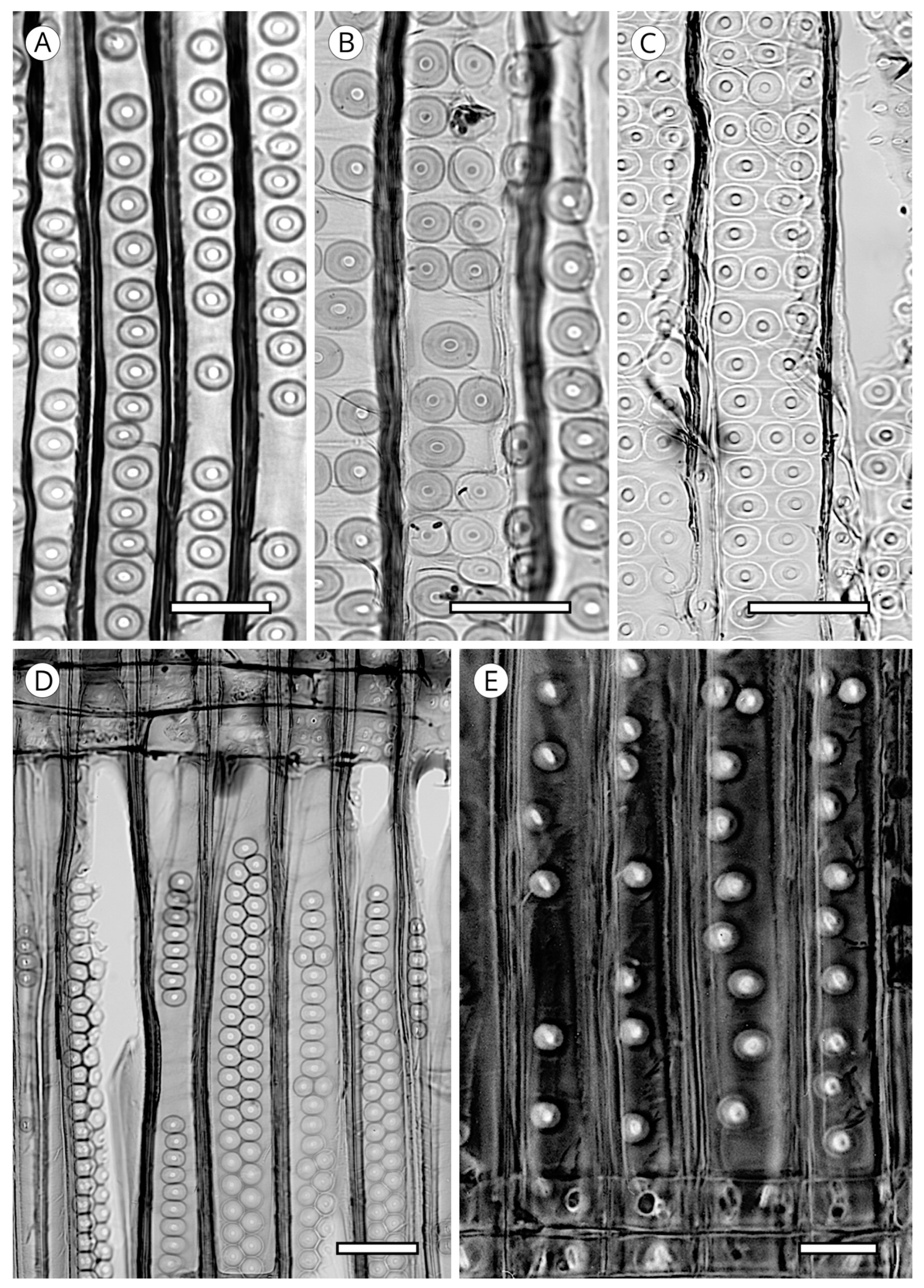 Forests 14 00323 g013