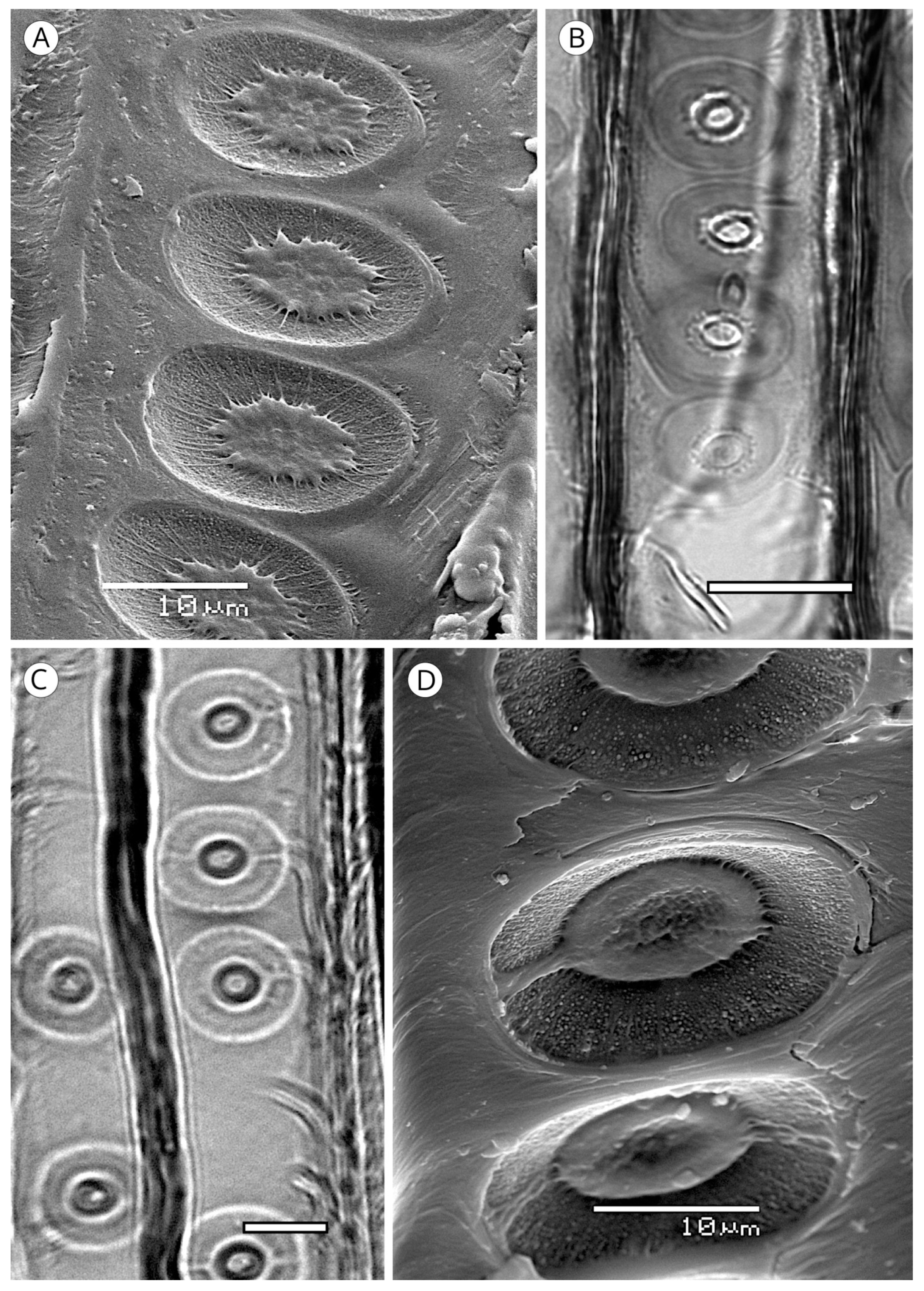 Forests 14 00323 g015