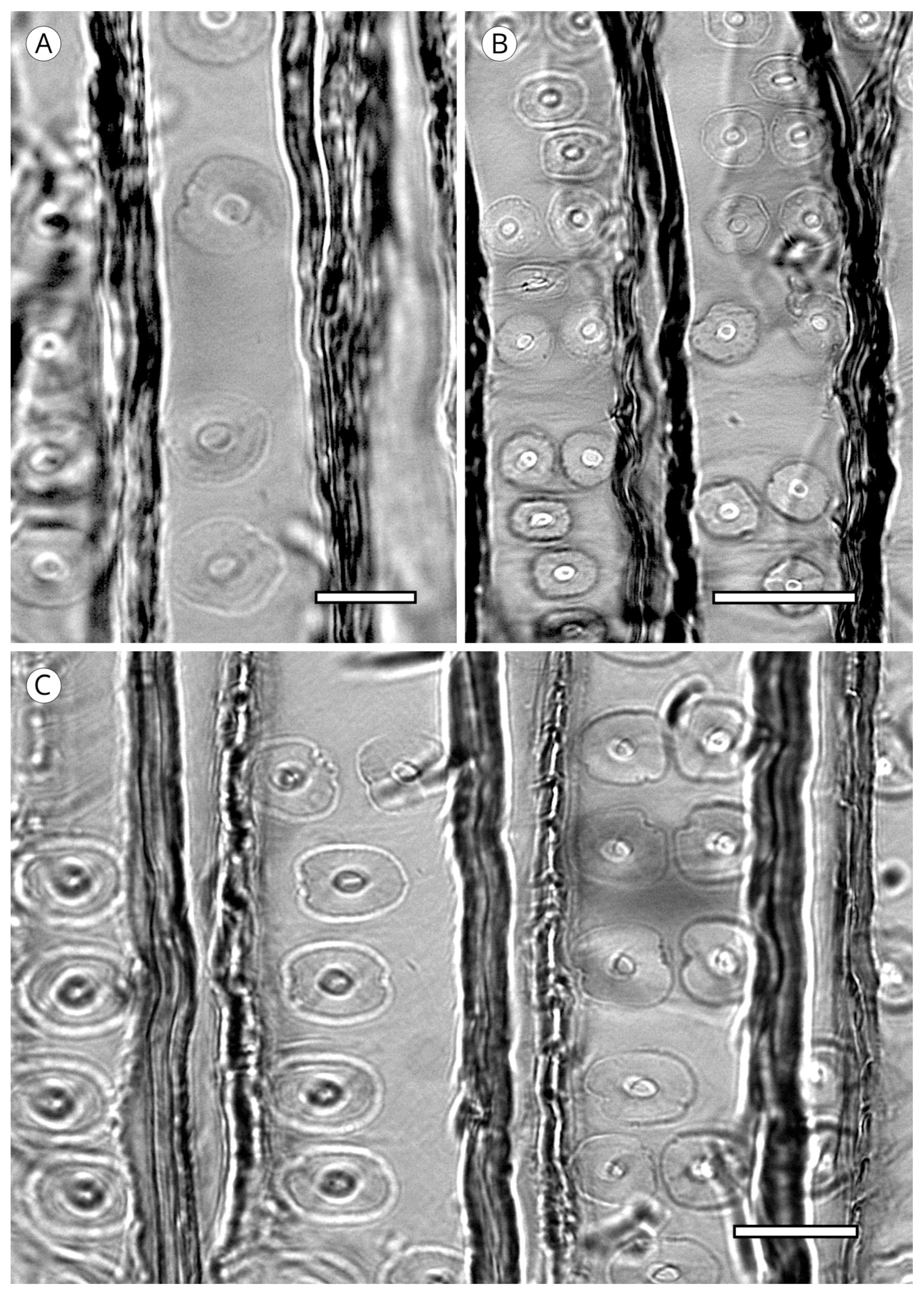 Forests 14 00323 g016