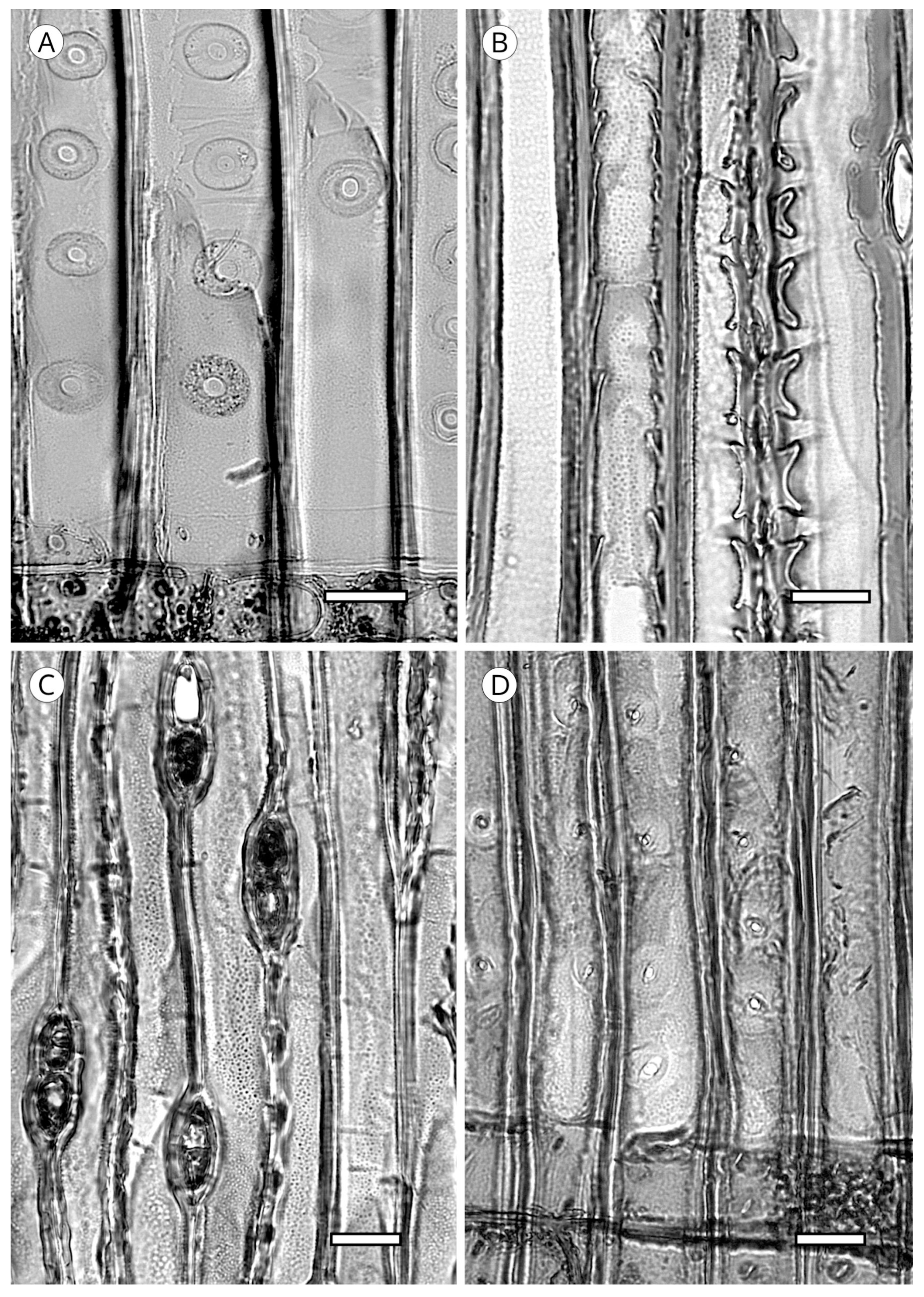 Forests 14 00323 g017