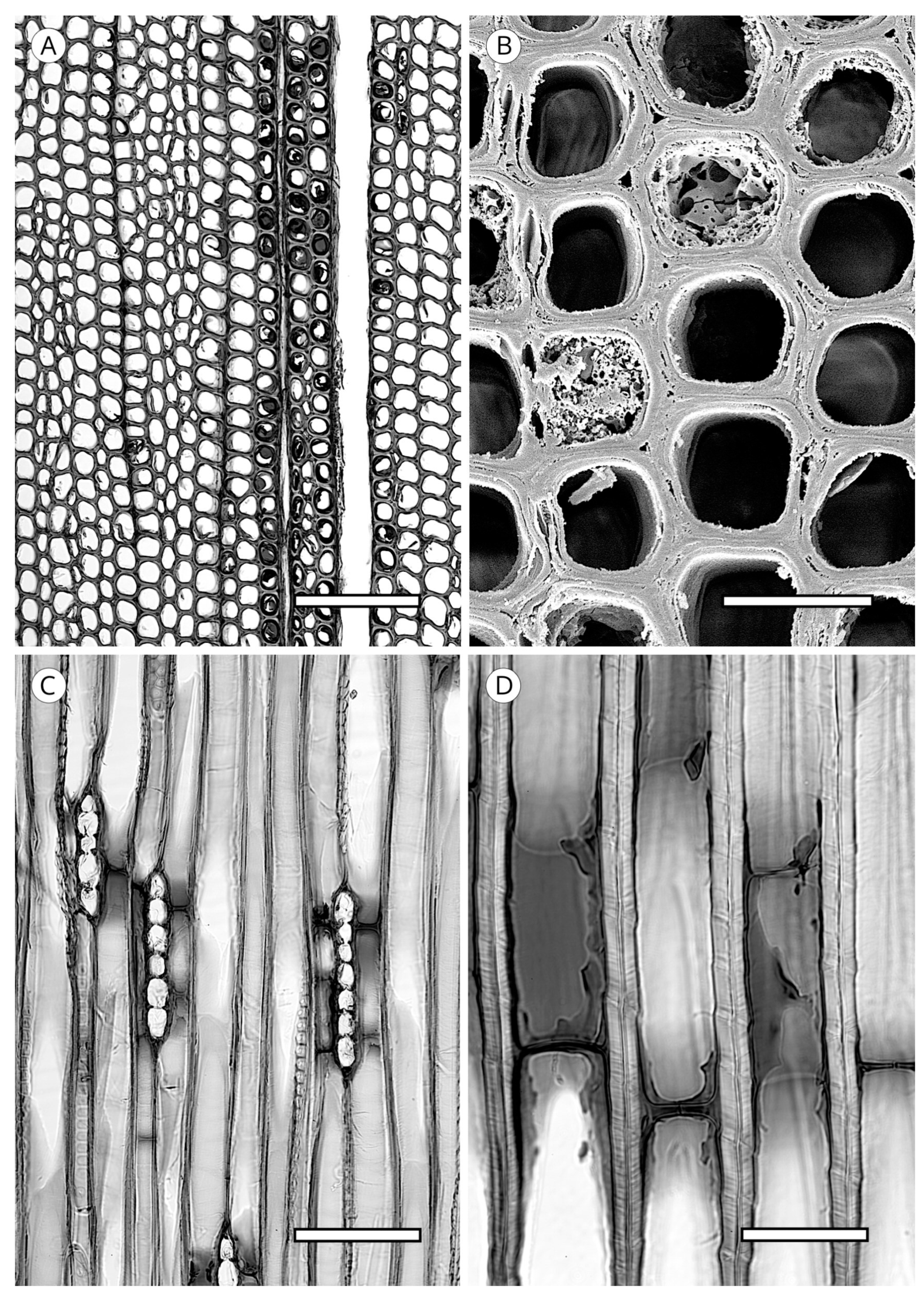 Forests 14 00323 g019