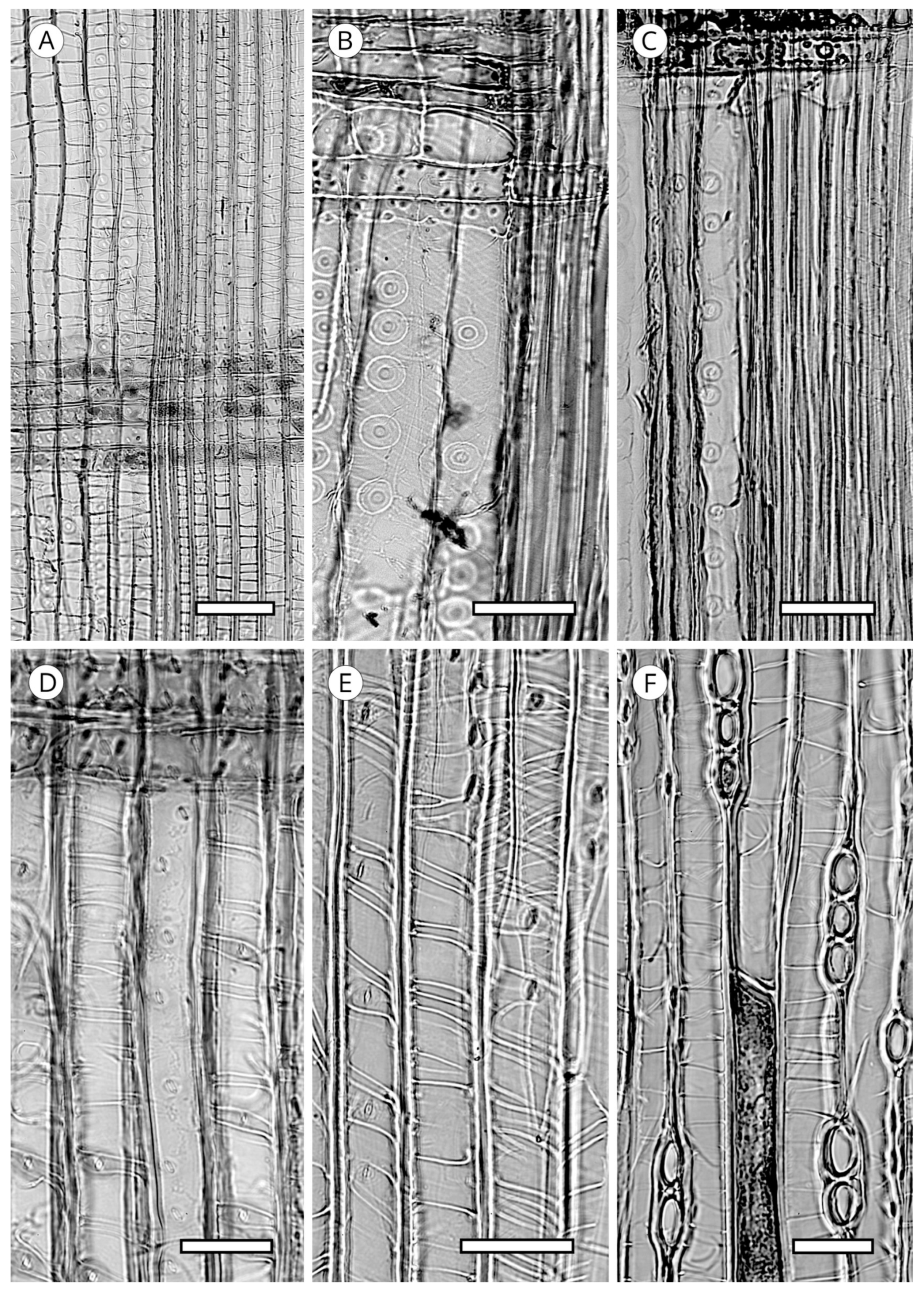 Forests 14 00323 g020