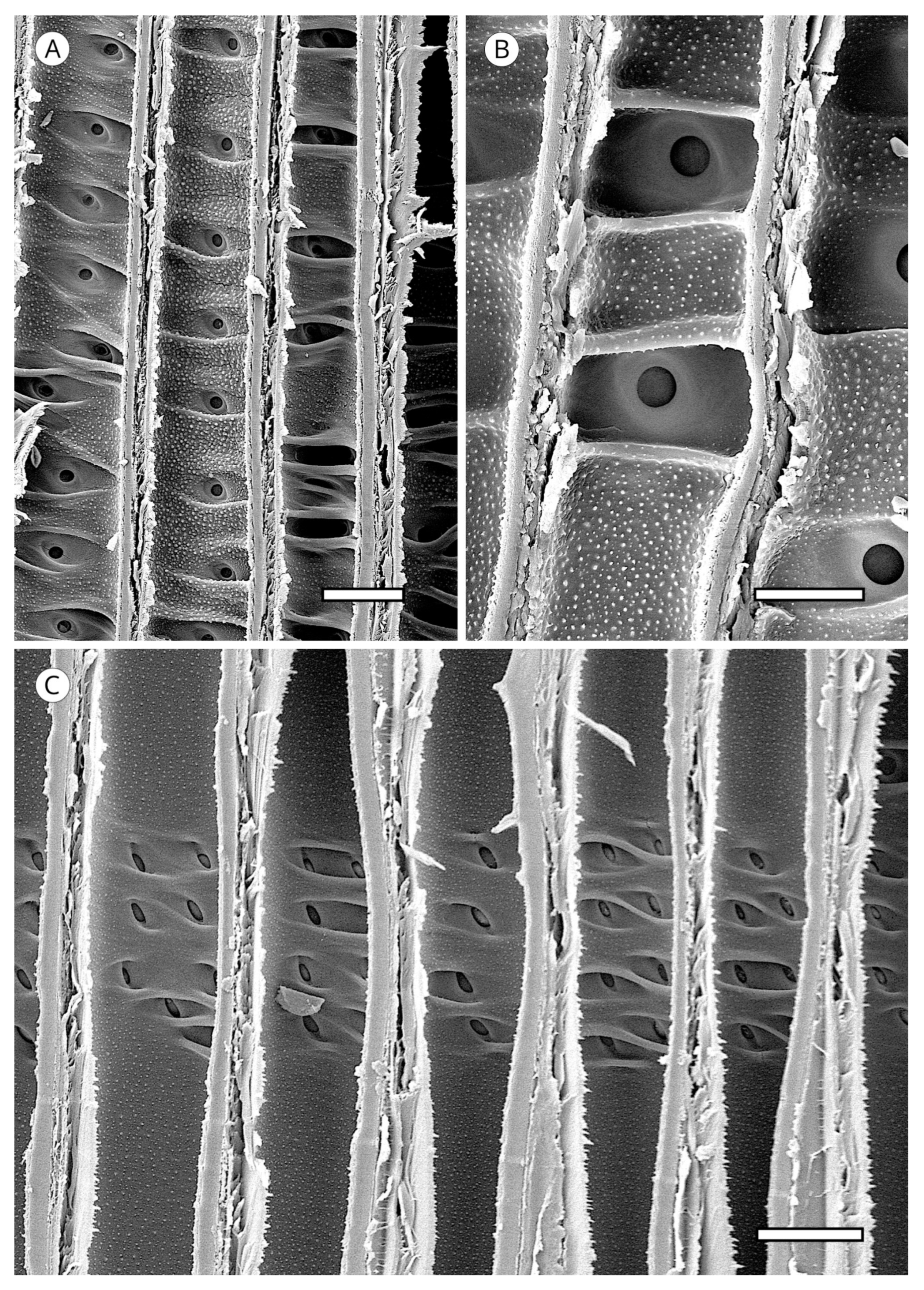 Forests 14 00323 g023