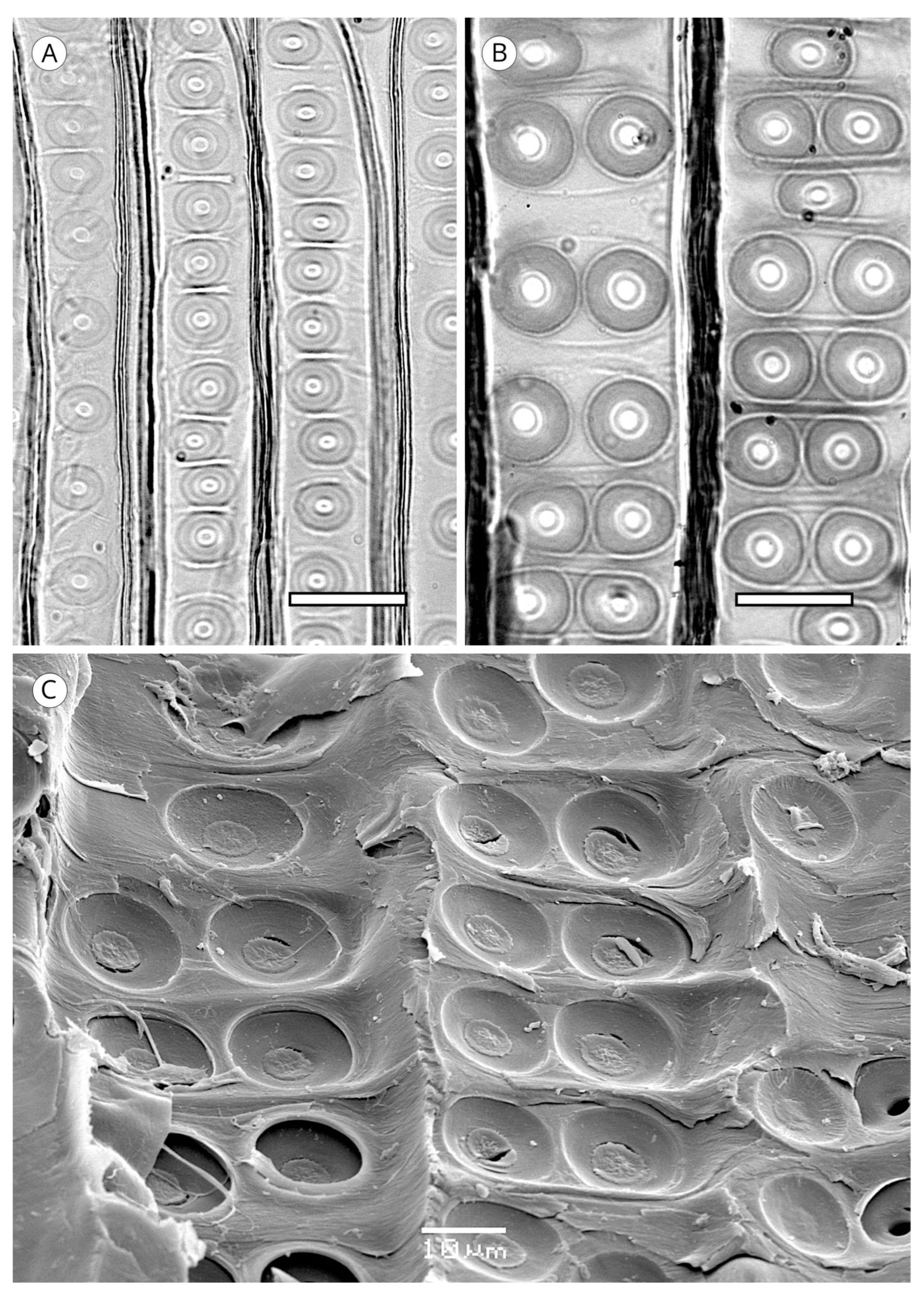 Forests 14 00323 g024