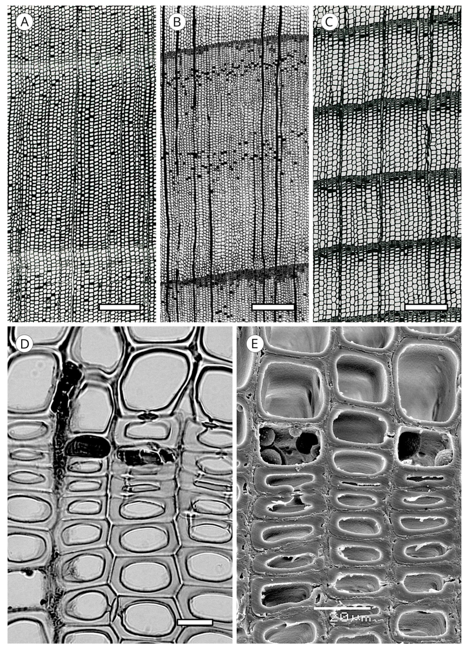 Forests 14 00323 g026