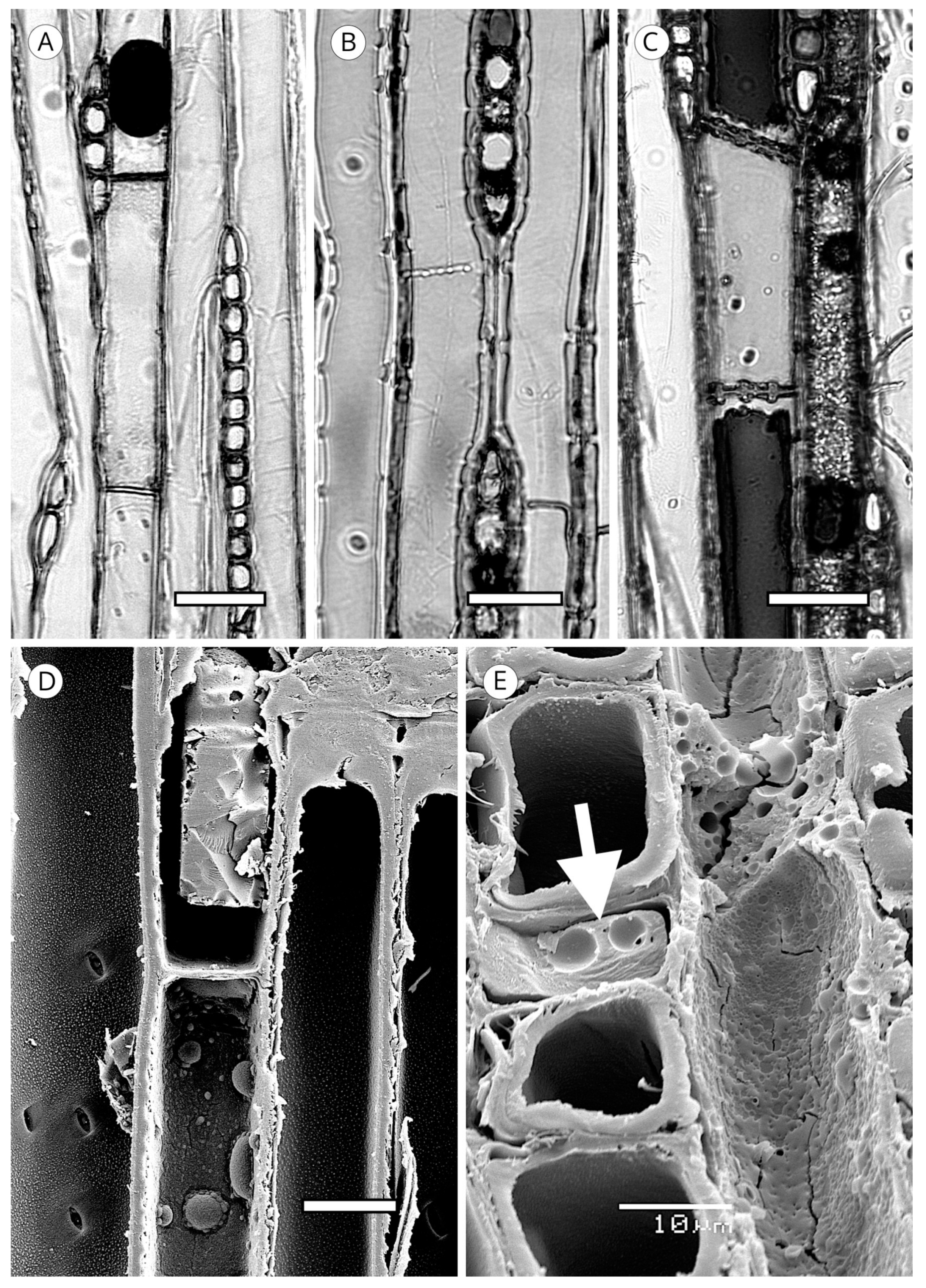 Forests 14 00323 g027