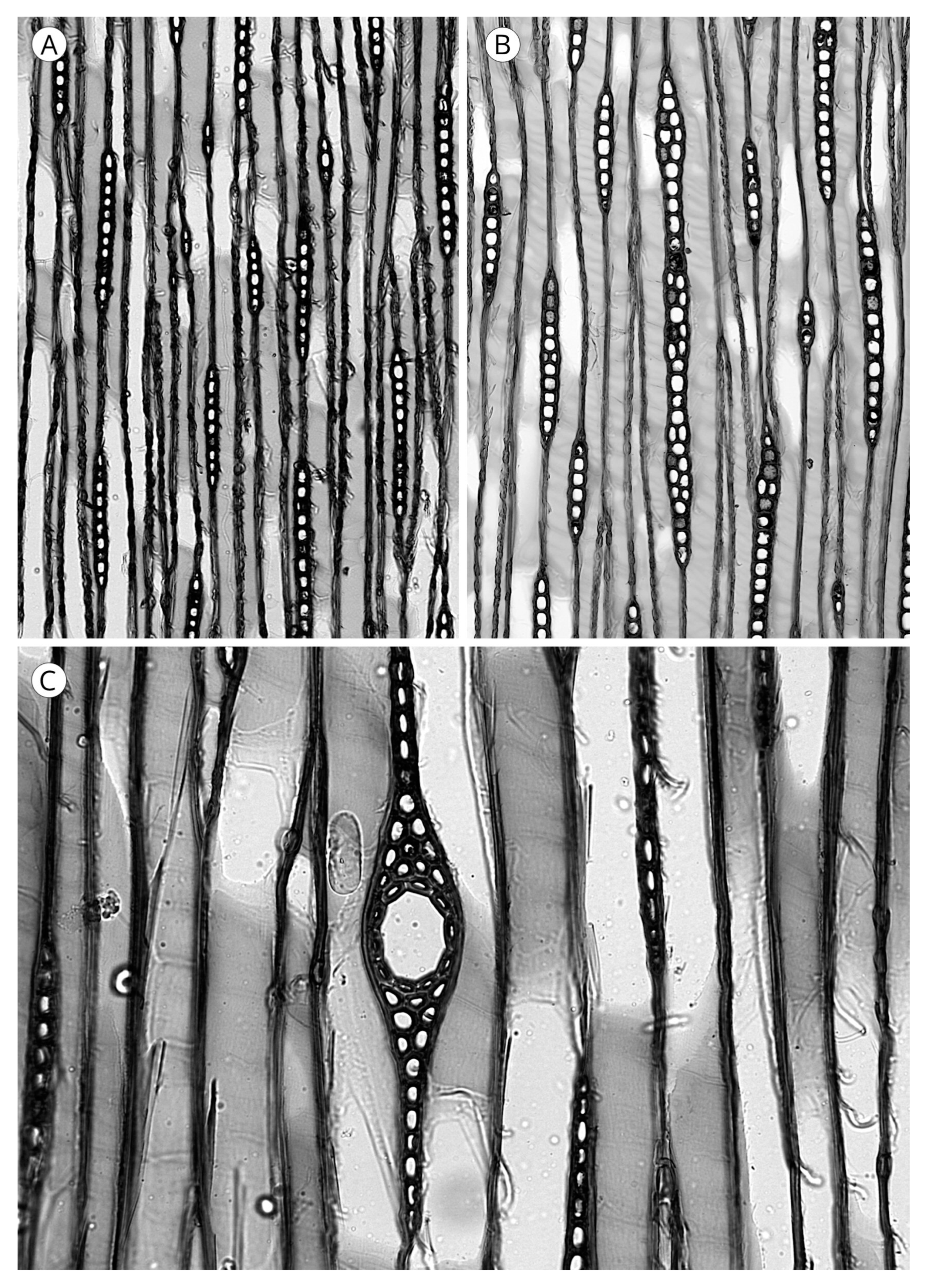 Forests 14 00323 g028