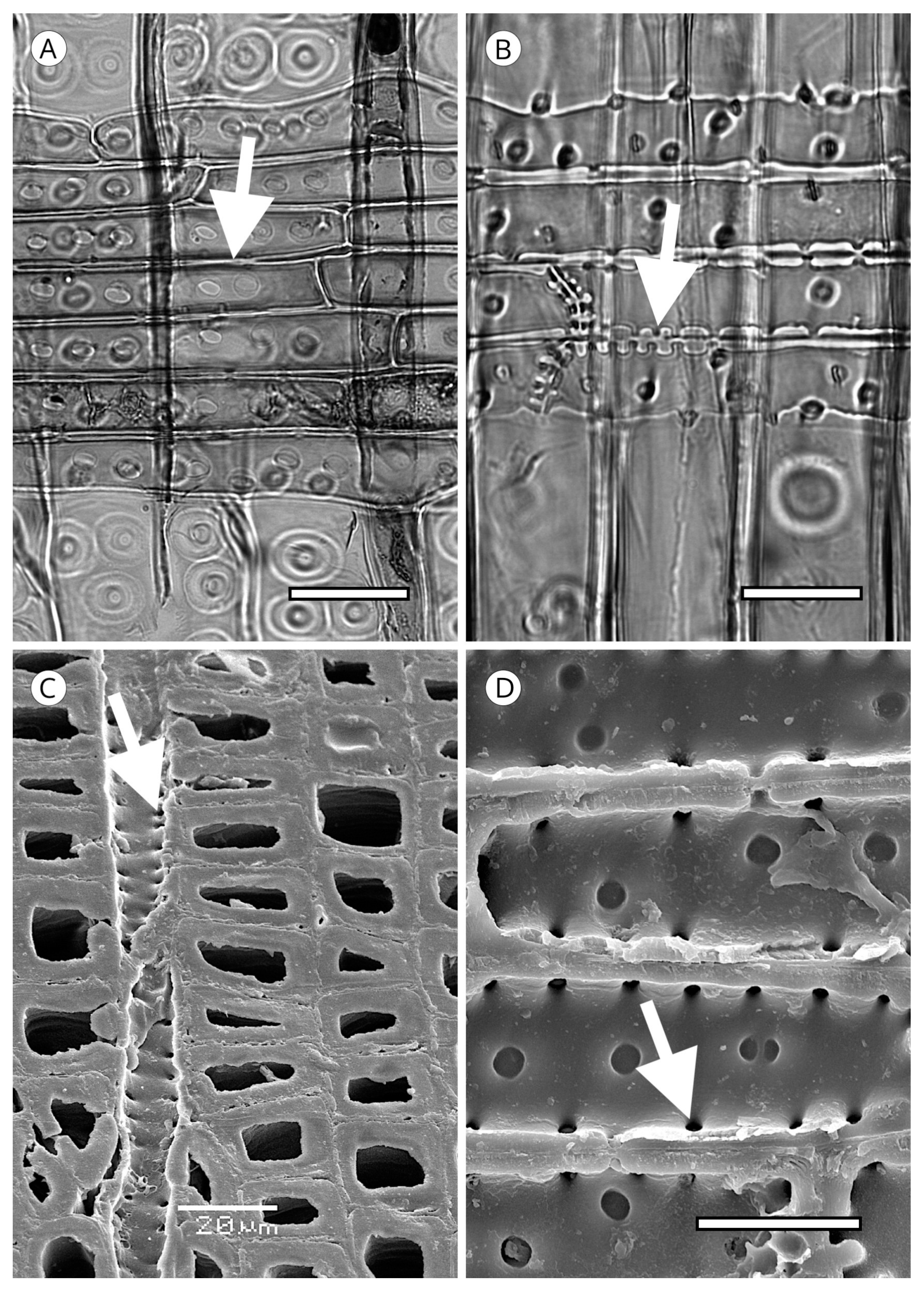 Forests 14 00323 g032