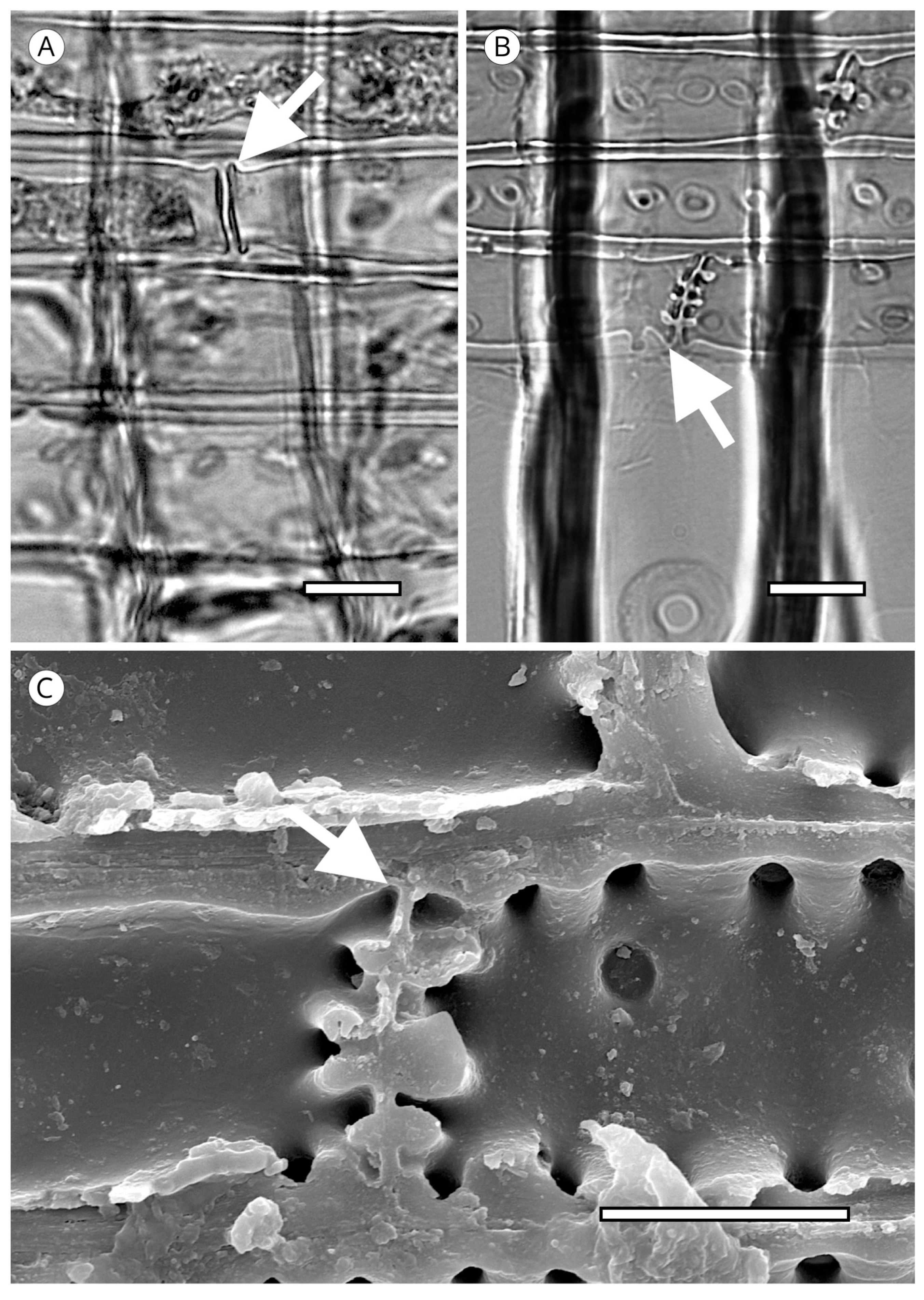 Forests 14 00323 g034