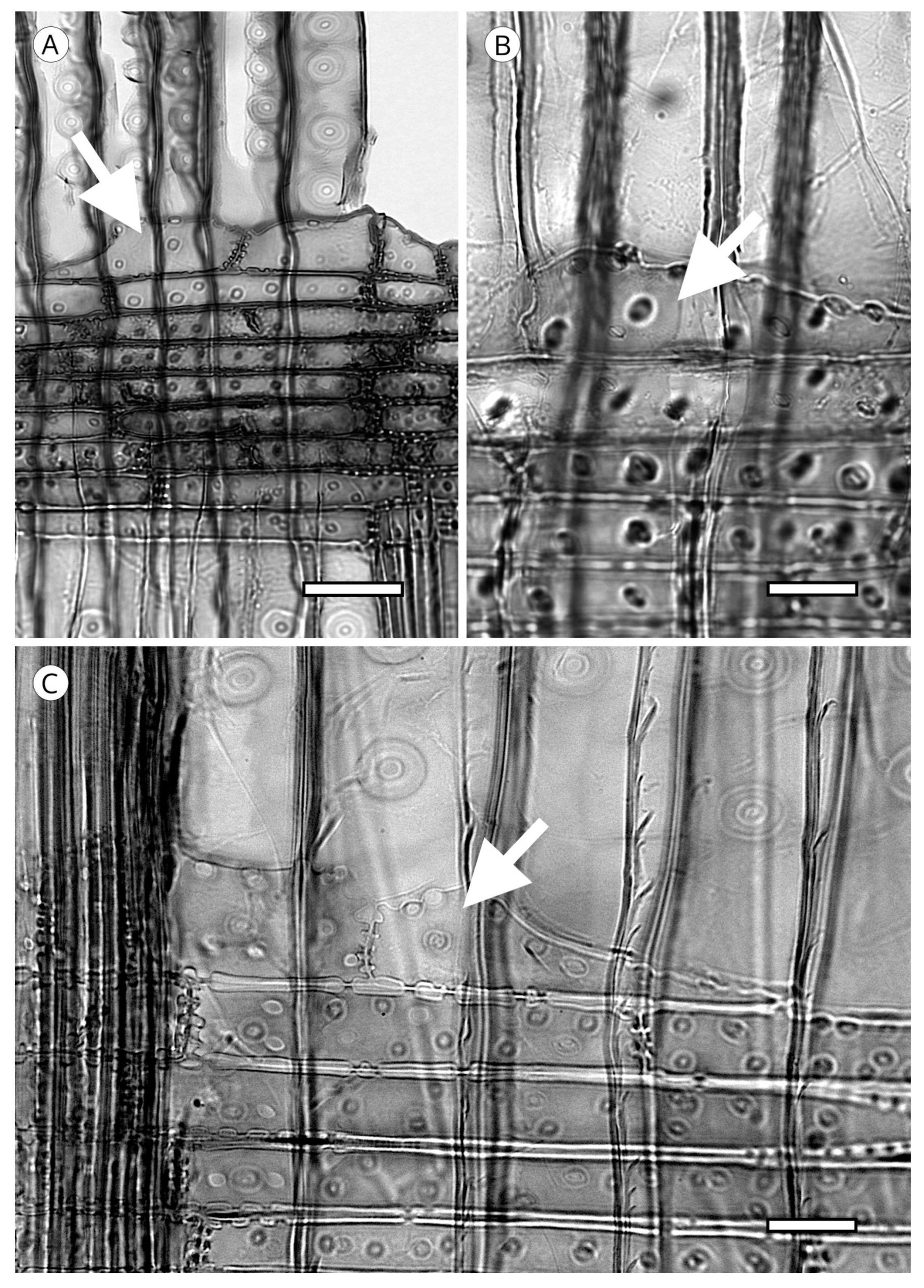 Forests 14 00323 g035