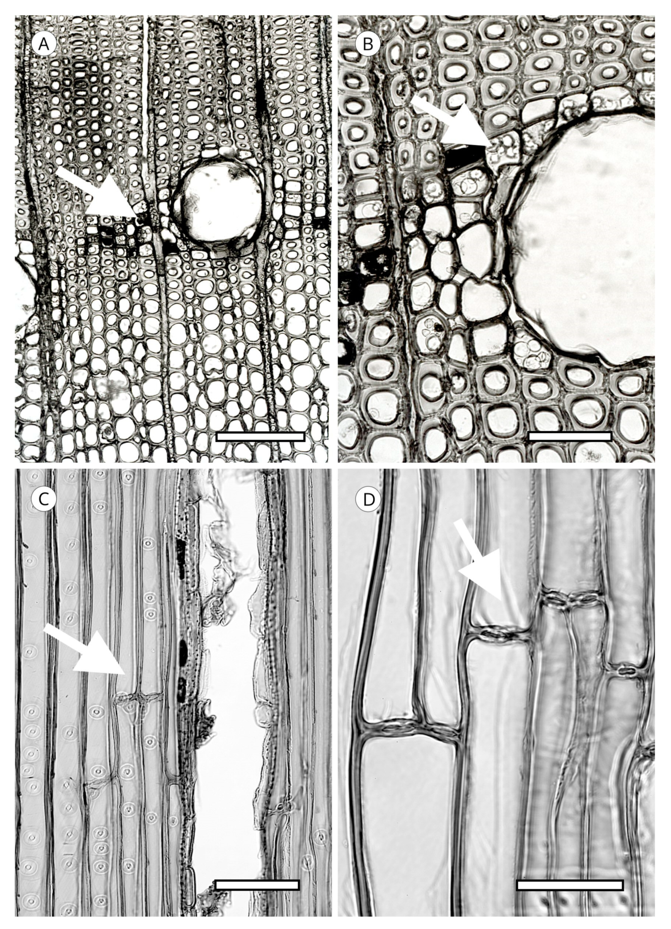 Forests 14 00323 g038