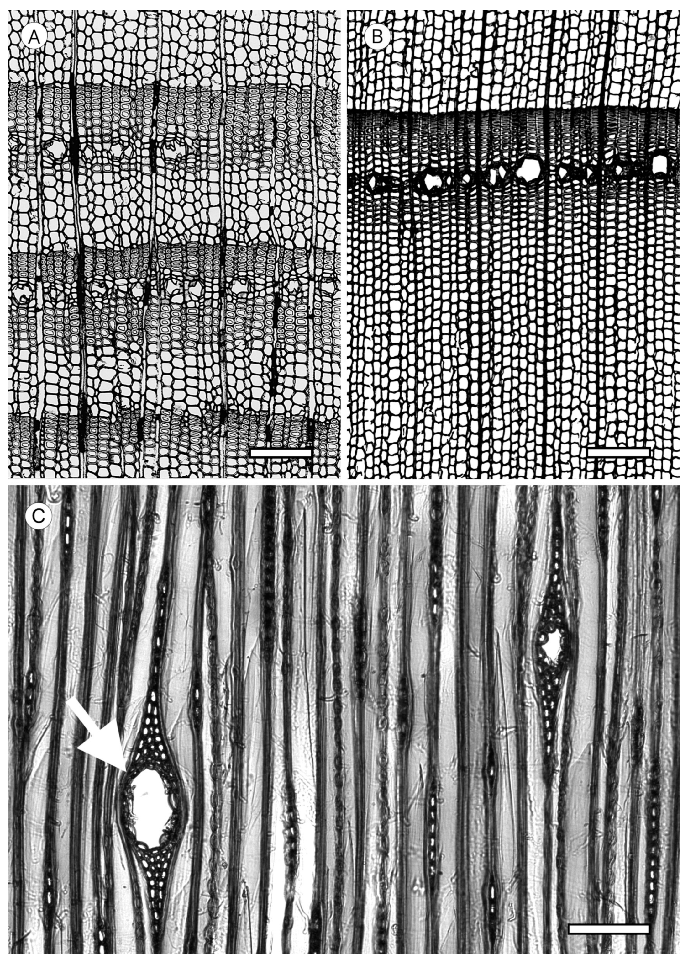 Forests 14 00323 g041