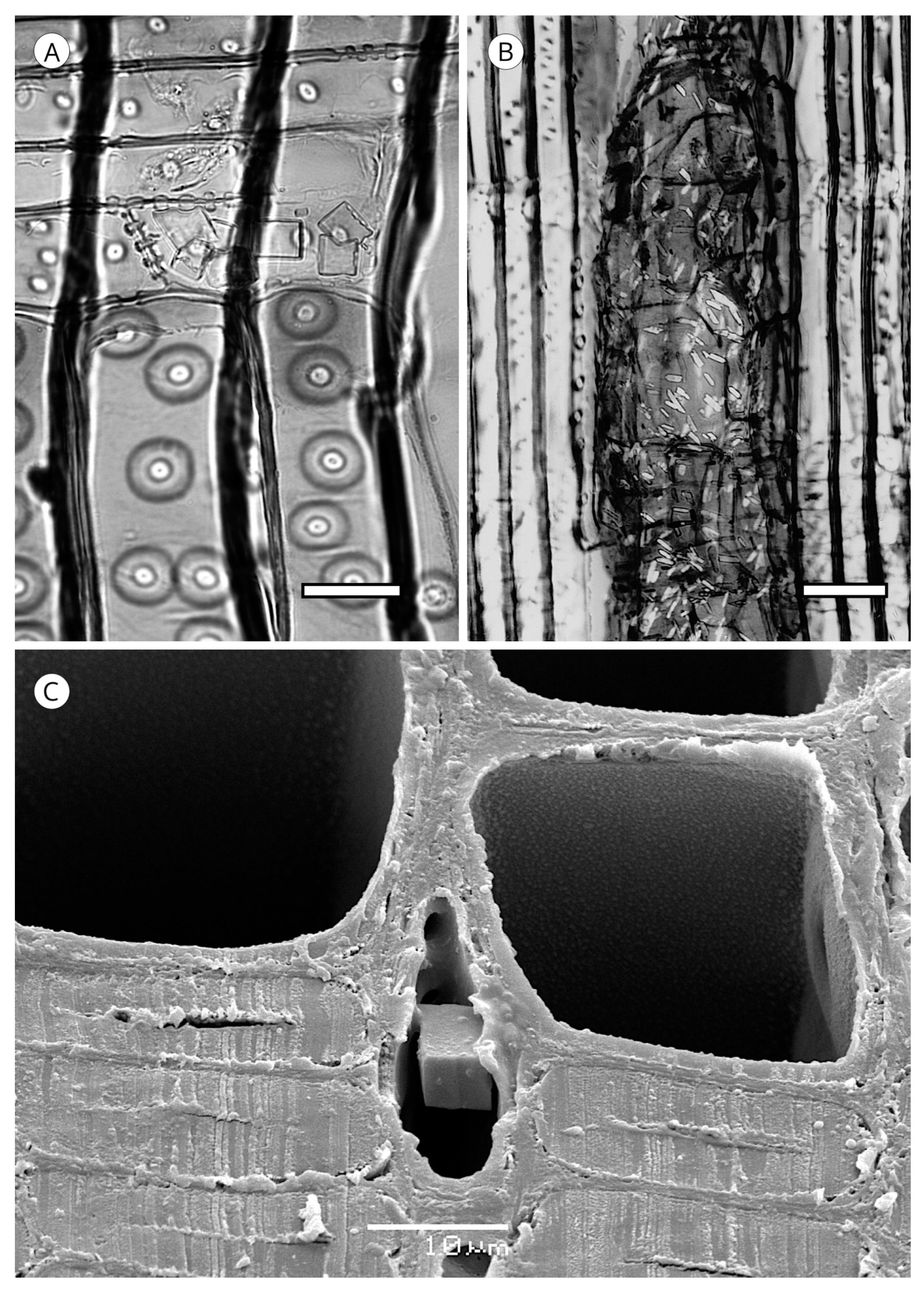 Forests 14 00323 g042
