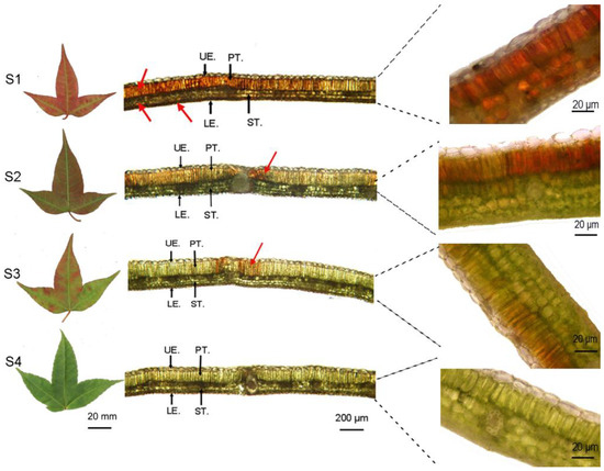 Juvenile Leaf Color Changes and Physiological
