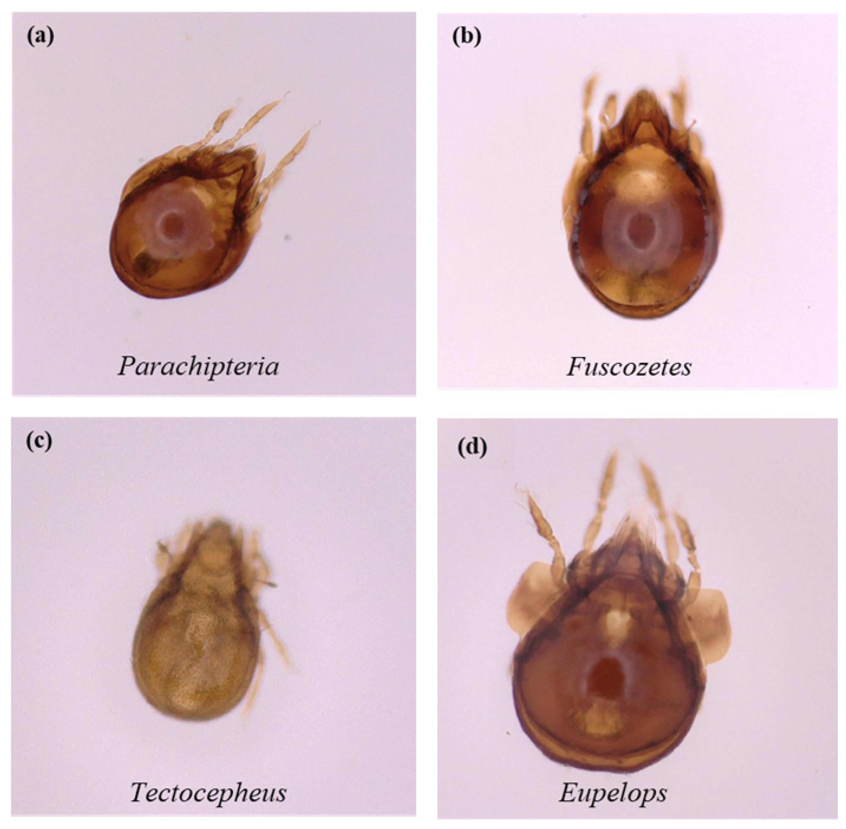Forests 14 00332 g0a1 Forests 14 00332 g0a1