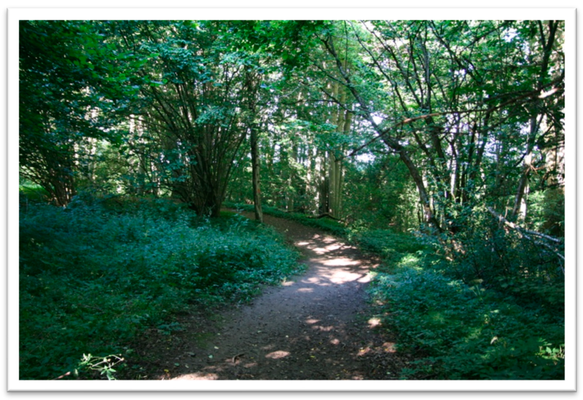 Forests 14 00333 g003