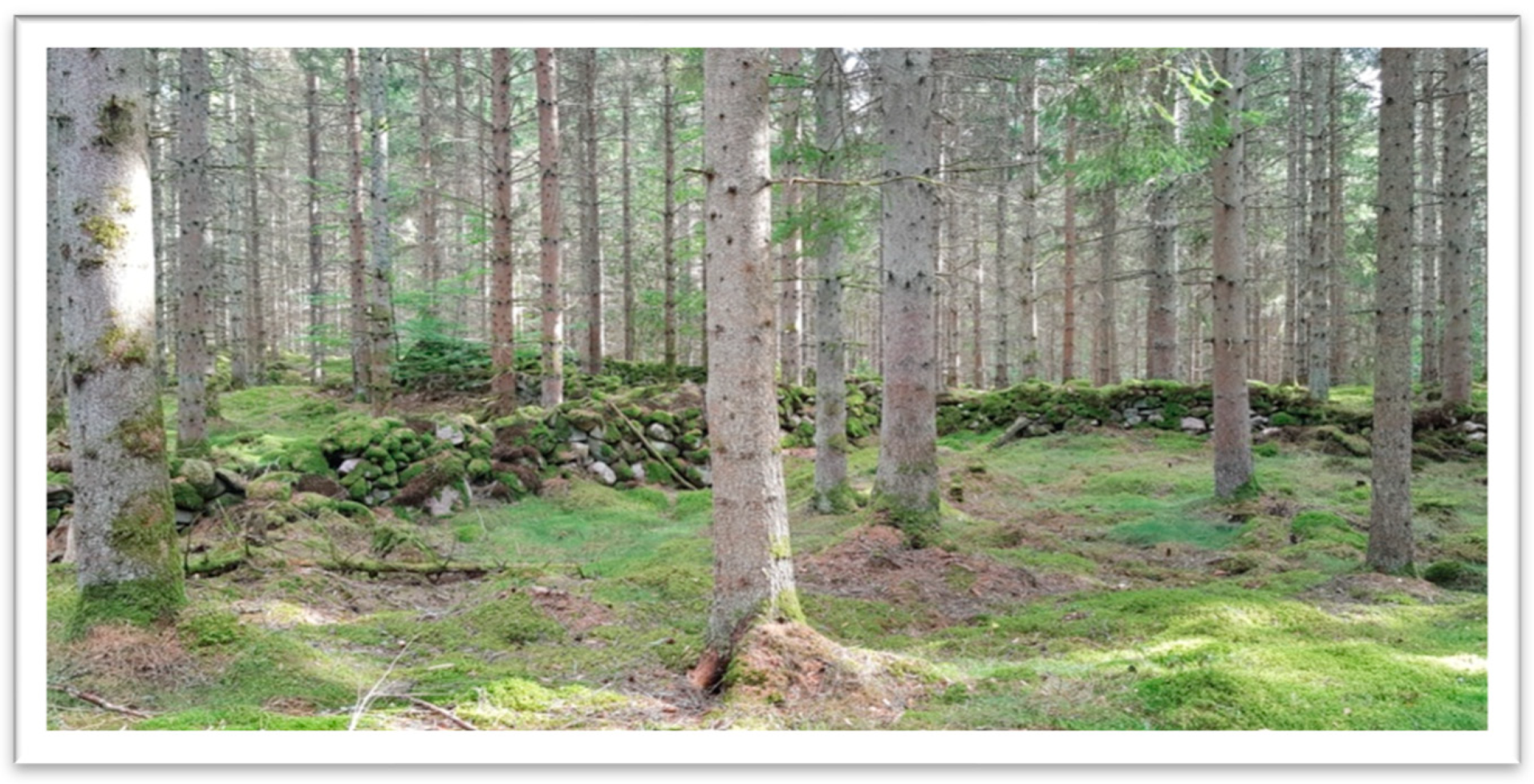 Forests 14 00333 g004