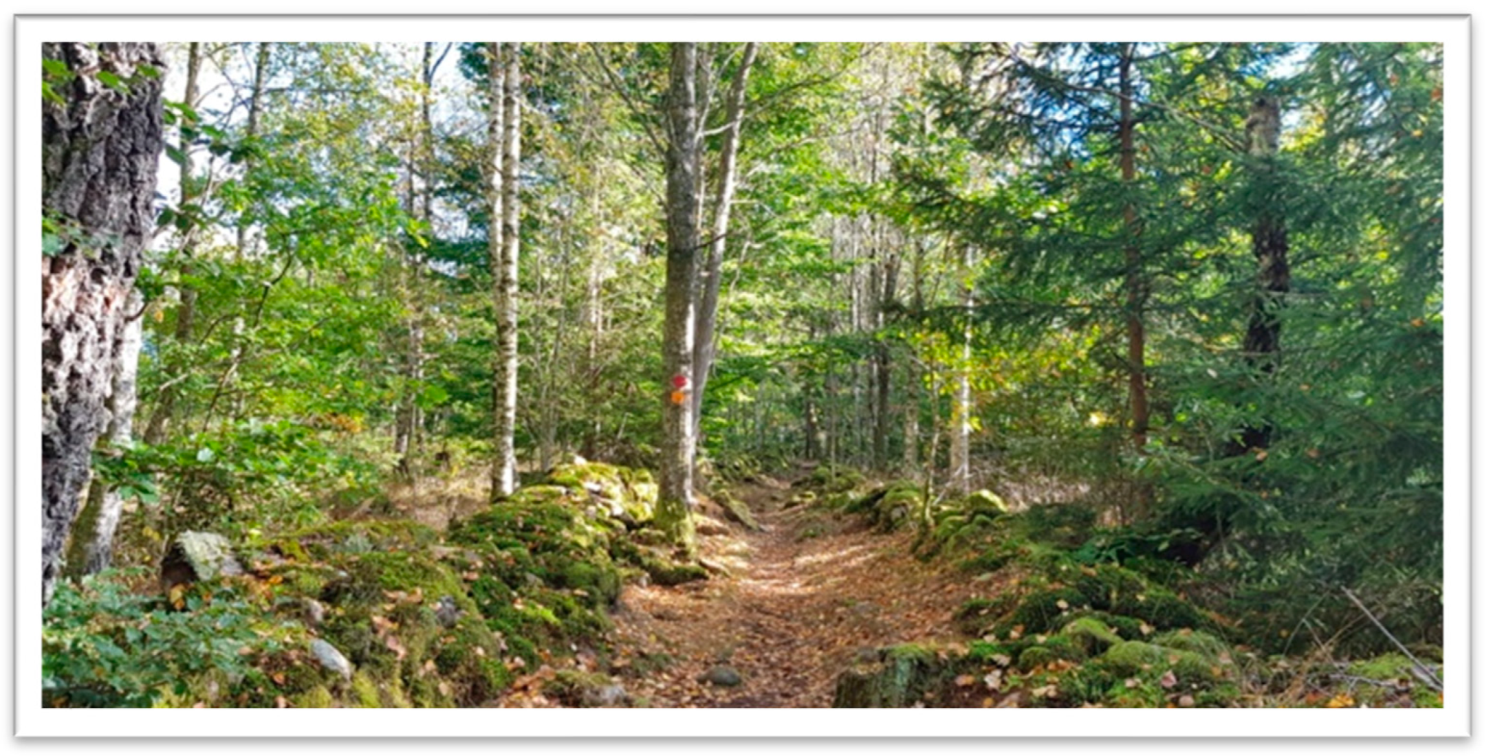 Forests 14 00333 g005