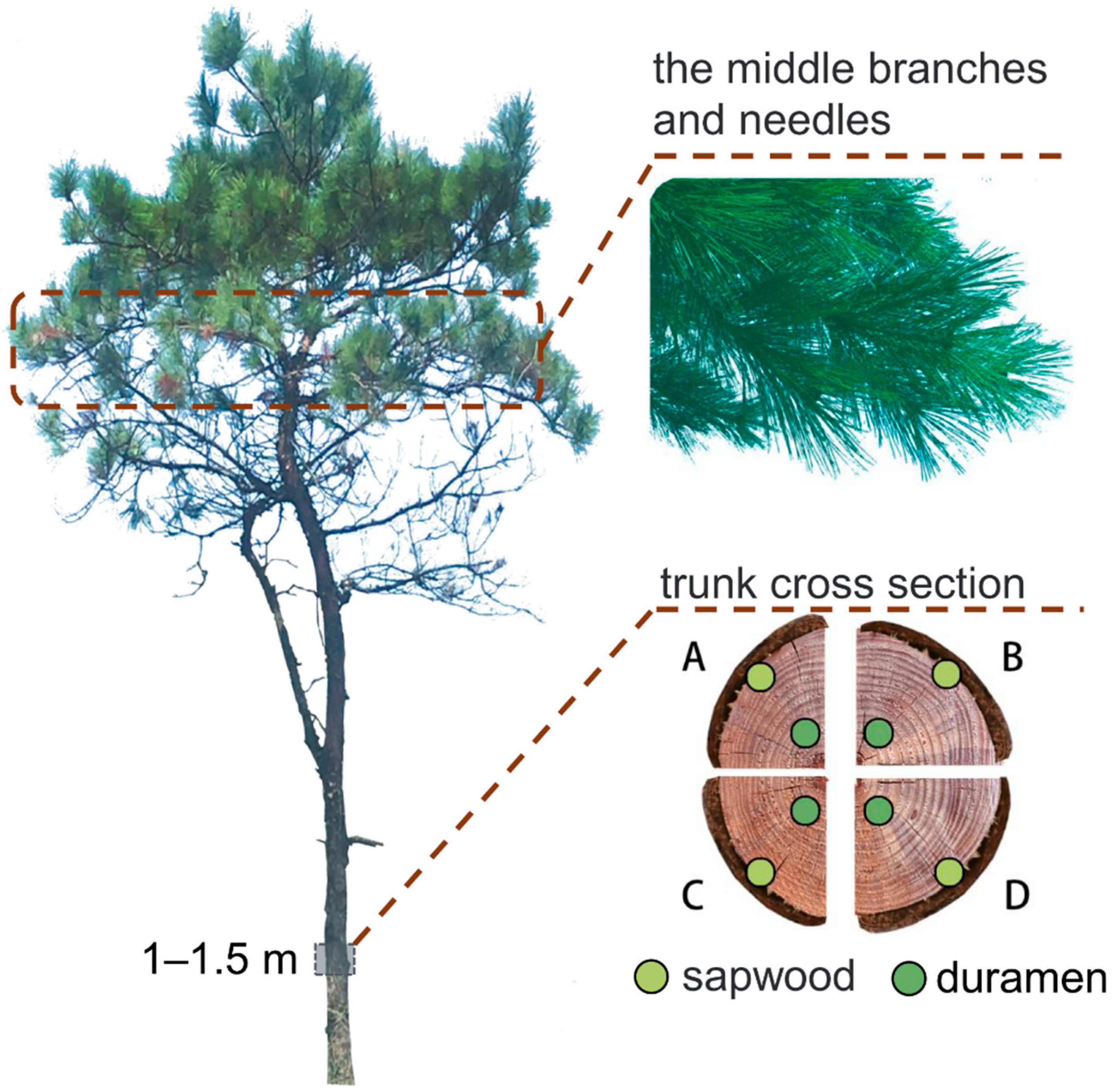 Forests 14 00338 g001 550
