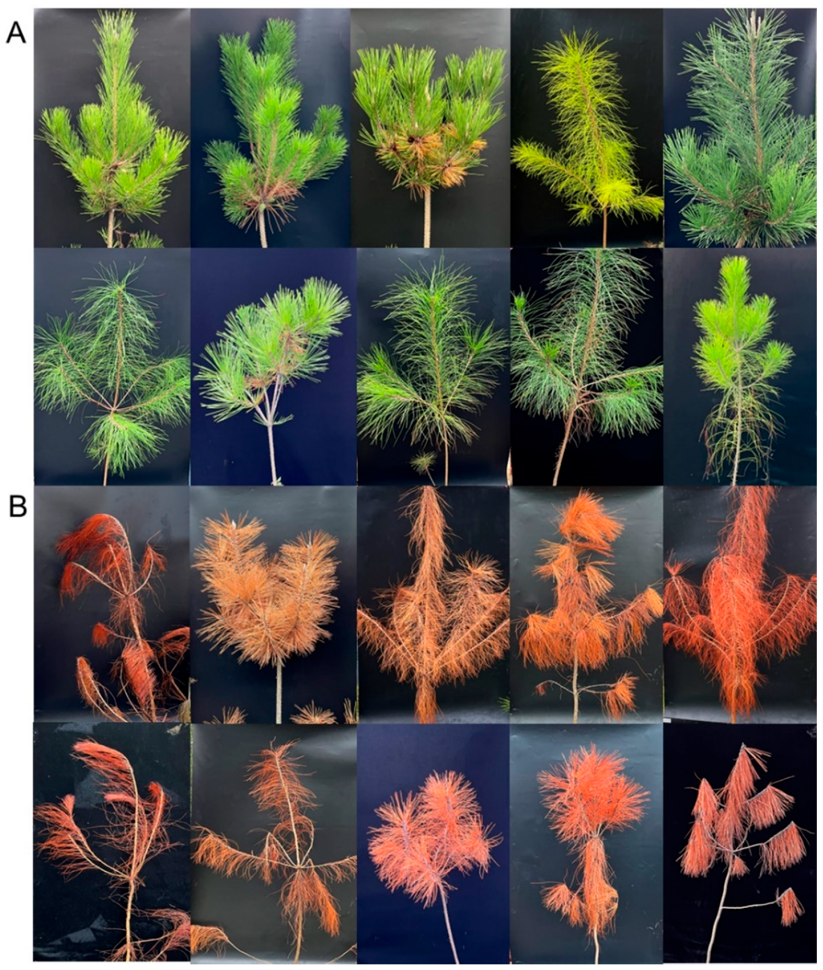 Forests 14 00338 g004 550