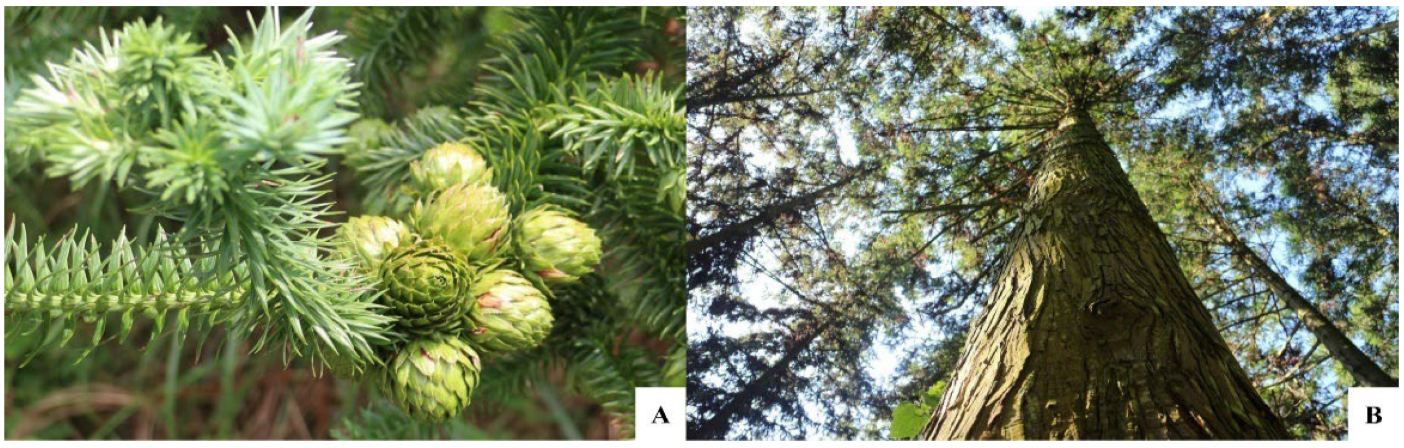 Forests 14 00340 g001 550