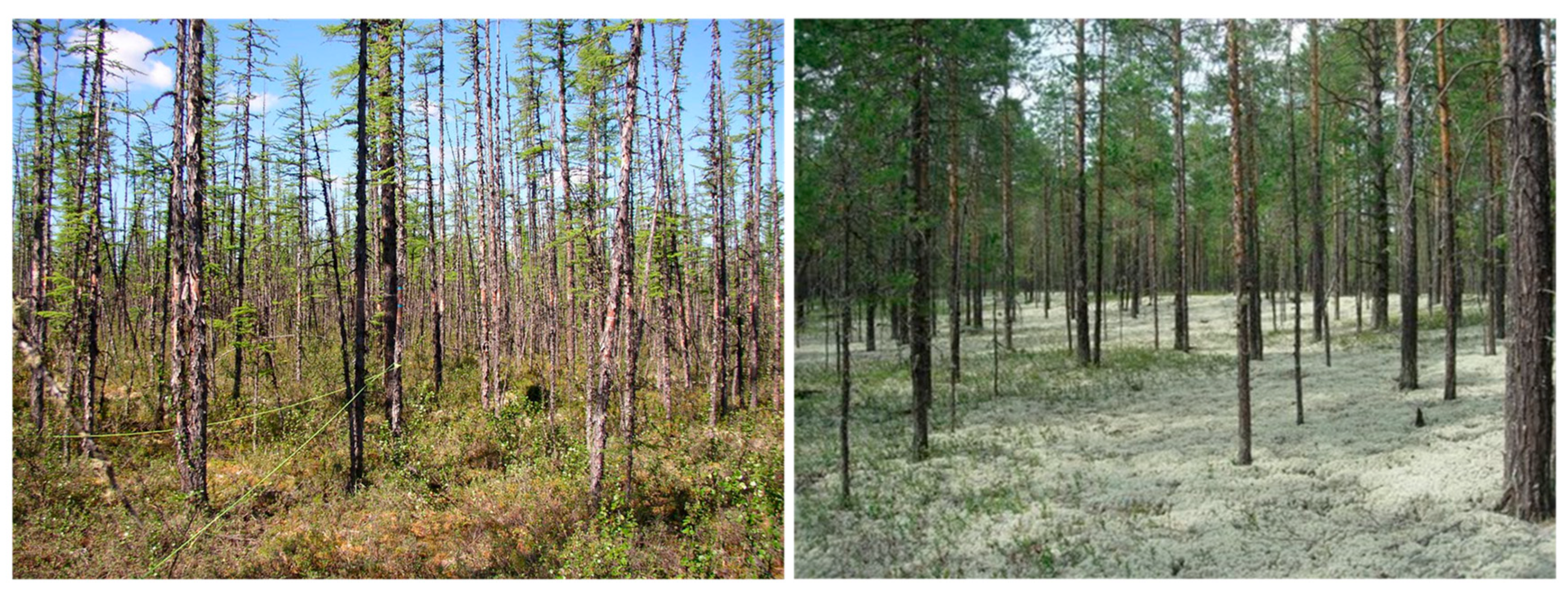 Forests 14 00346 g002 Forests 14 00346 g002