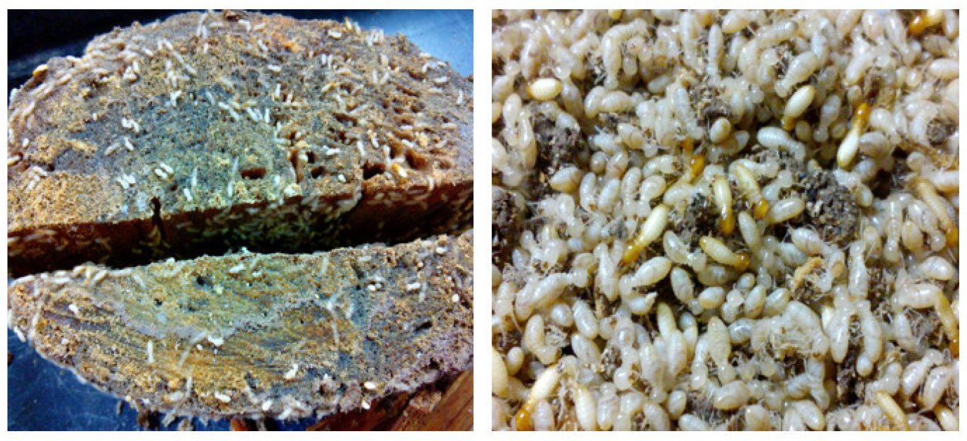 Forests 14 00350 g002 Forests 14 00350 g002