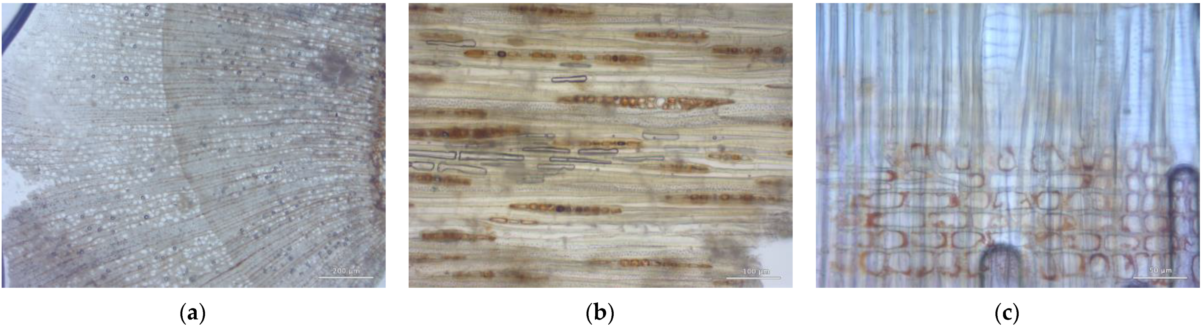 Forests 14 00352 g004