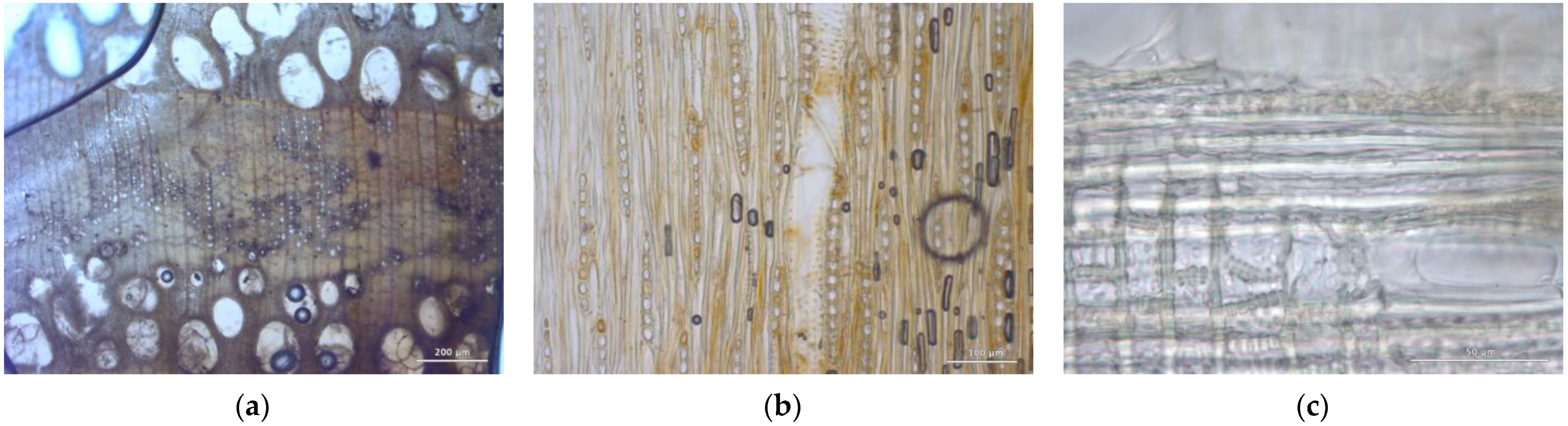 Forests 14 00352 g006