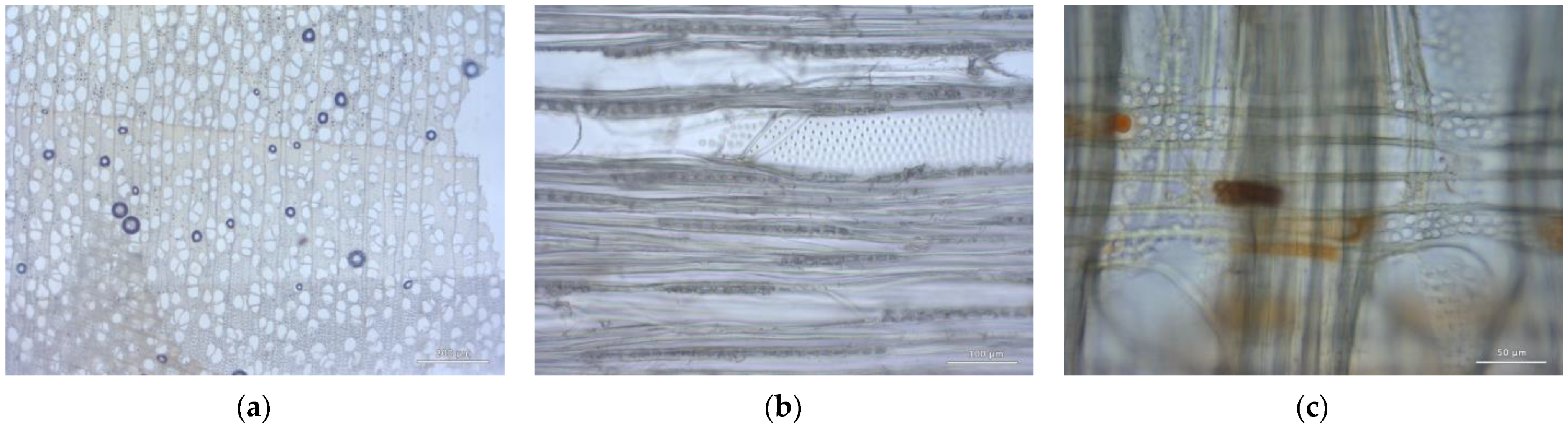 Forests 14 00352 g008