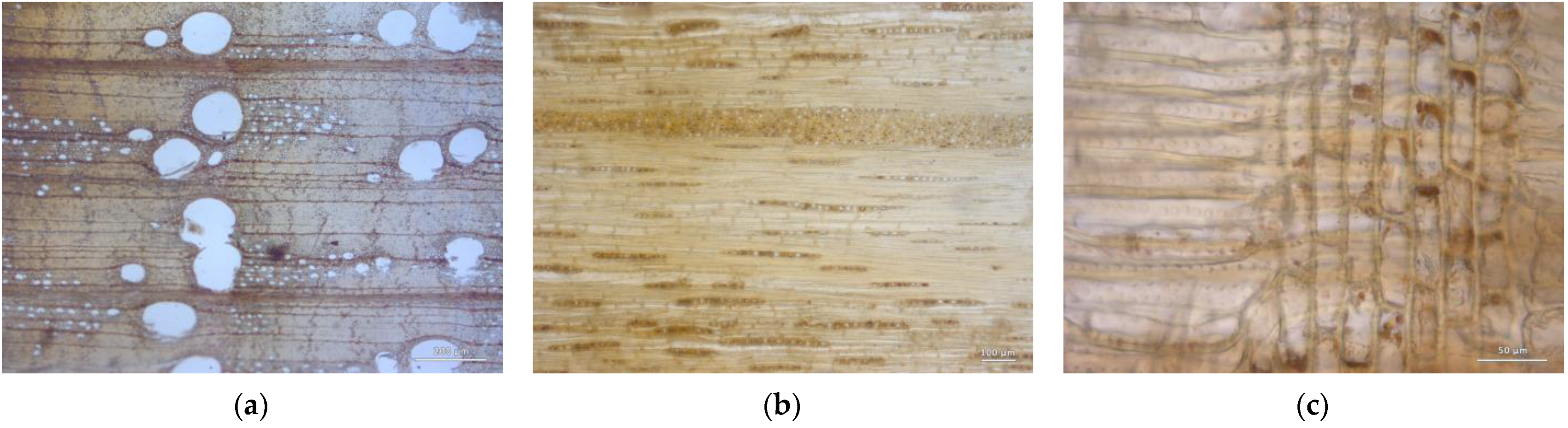 Forests 14 00352 g010