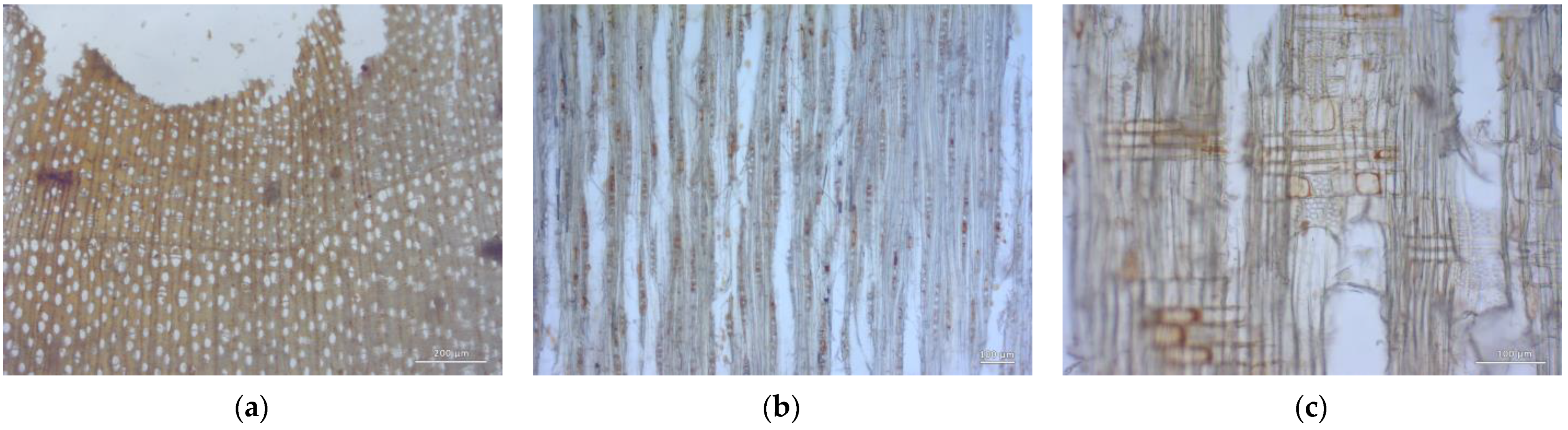 Forests 14 00352 g012