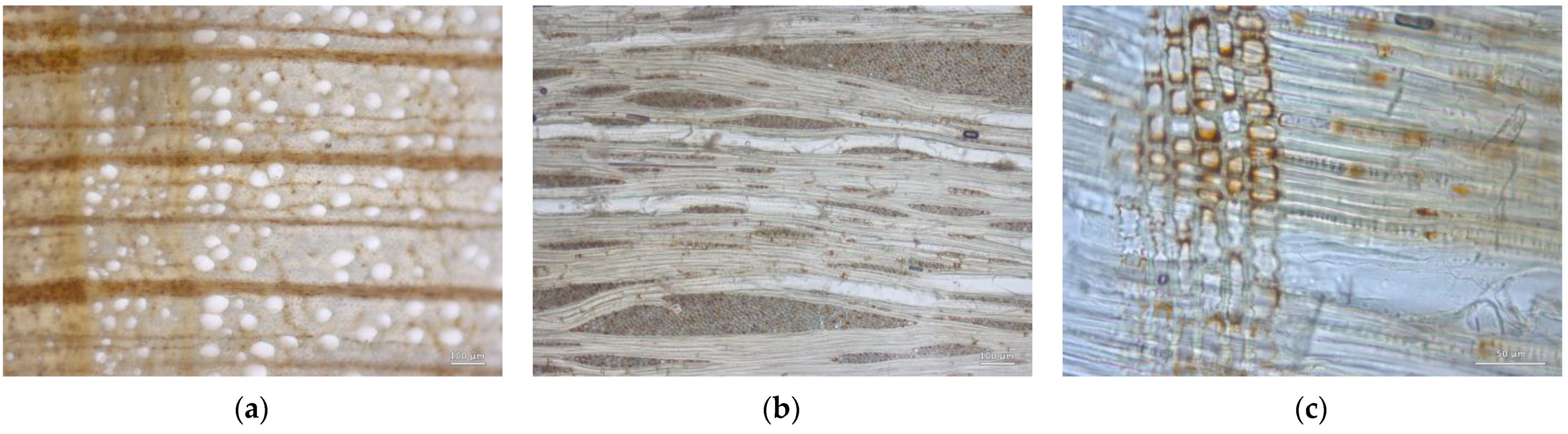 Forests 14 00352 g014