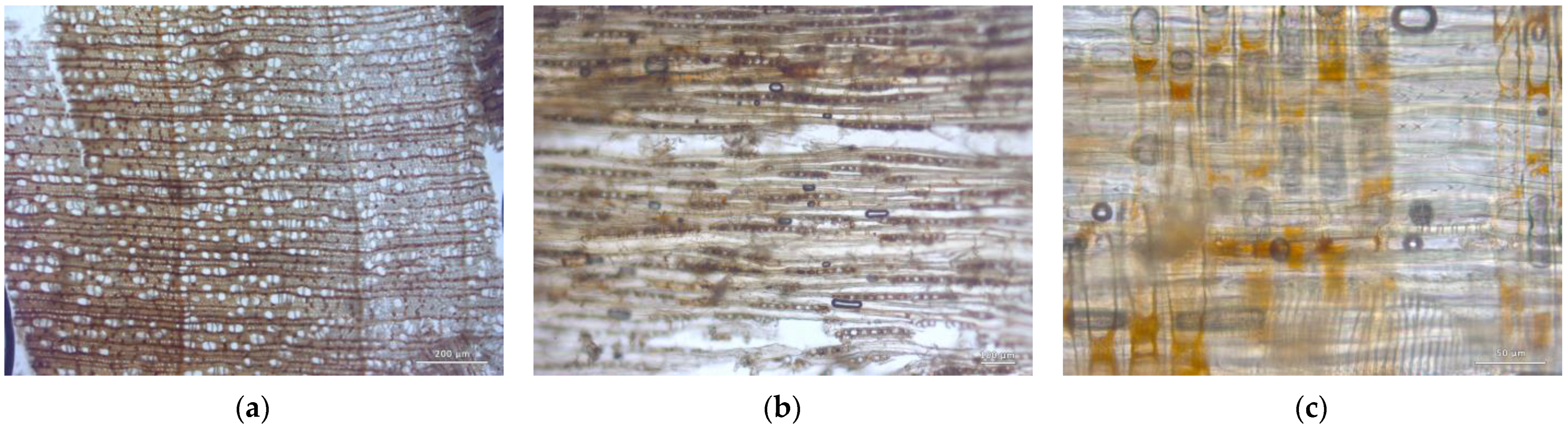 Forests 14 00352 g016