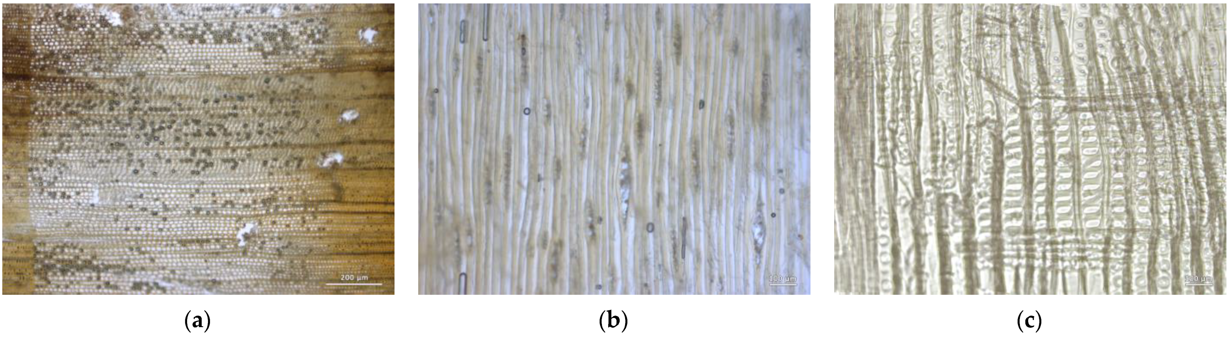 Forests 14 00352 g018