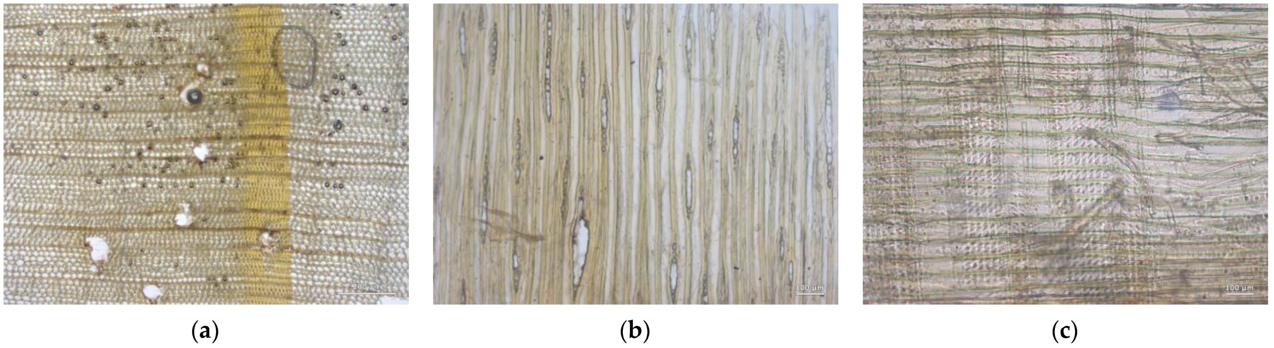 Forests 14 00352 g020