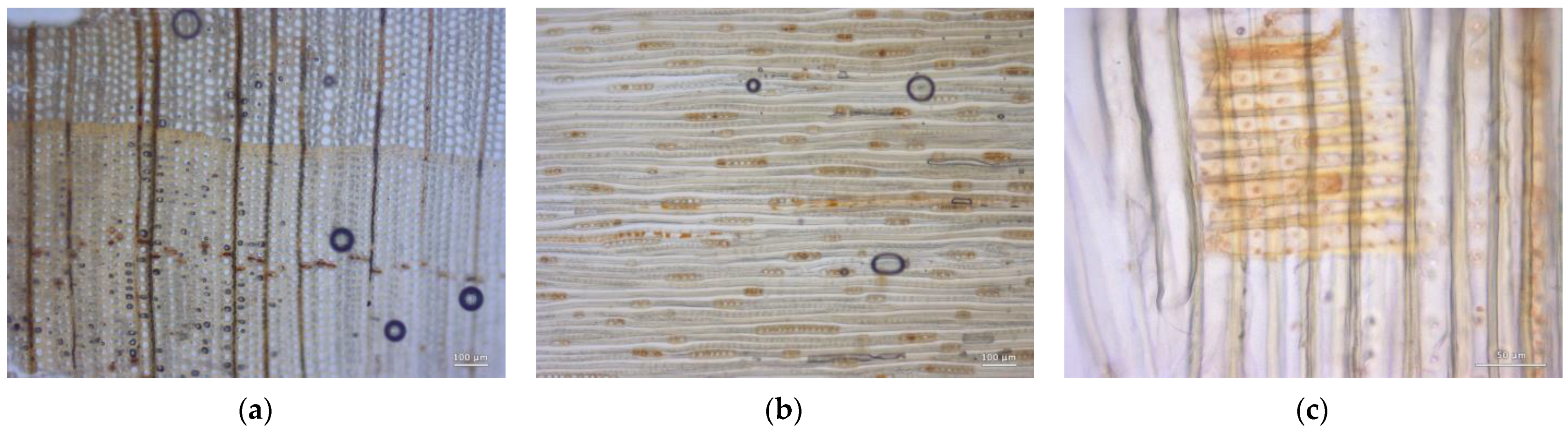 Forests 14 00352 g022