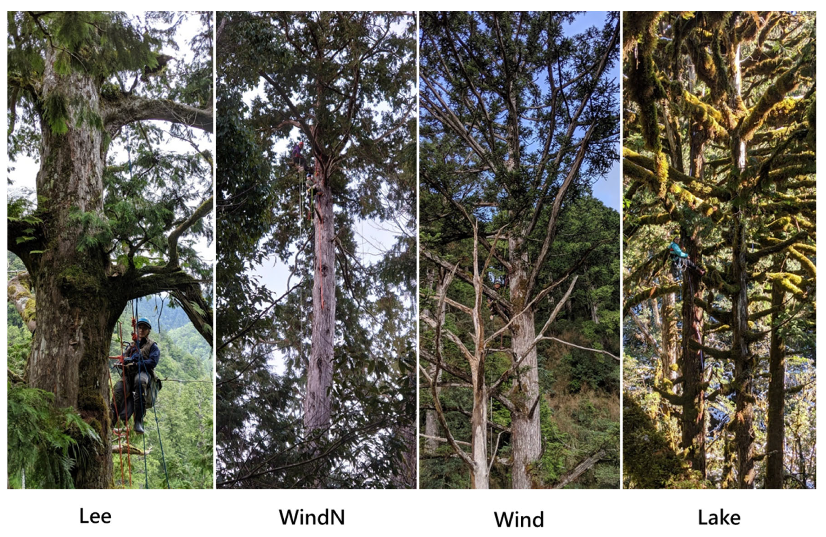 Forests 14 00358 g002