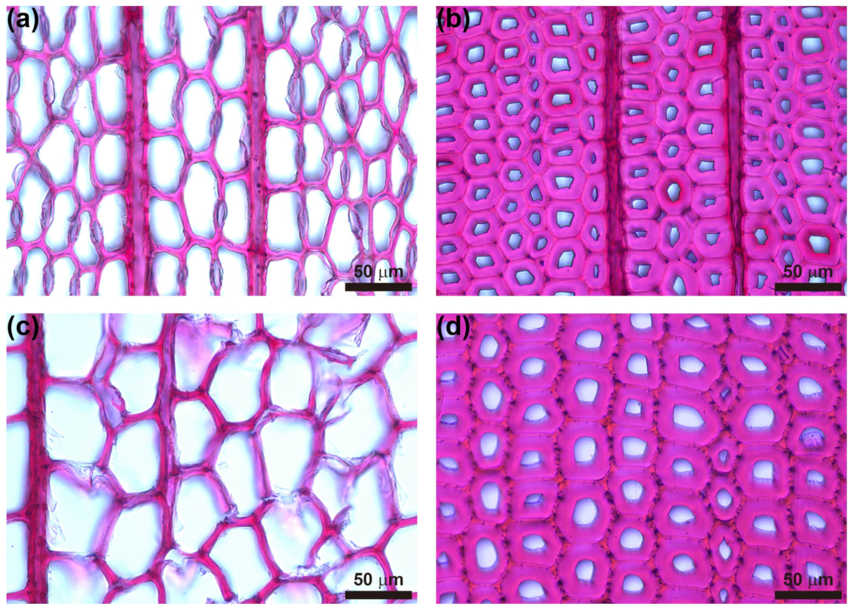 Forests 14 00393 g002 Forests 14 00393 g002