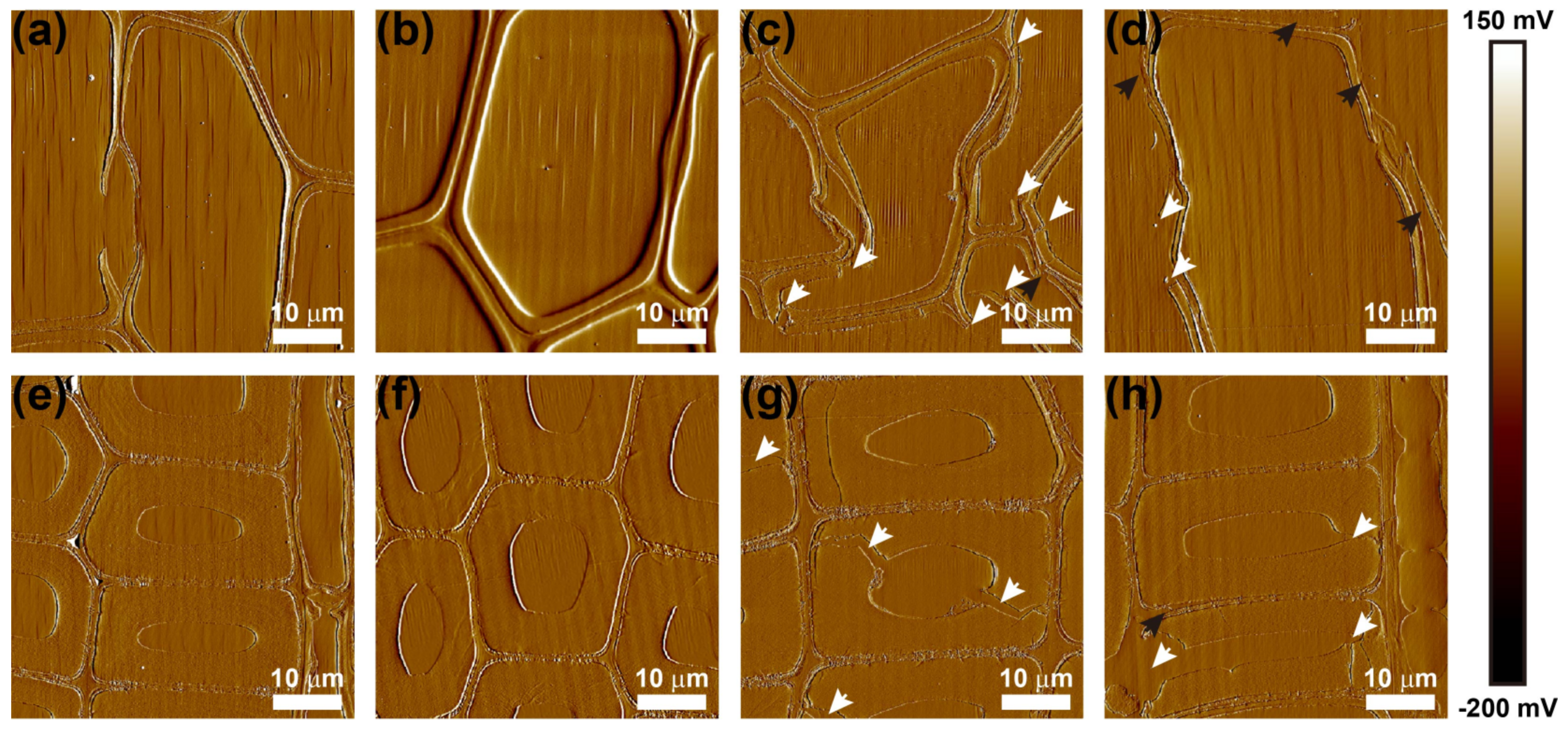 Forests 14 00393 g003 Forests 14 00393 g003