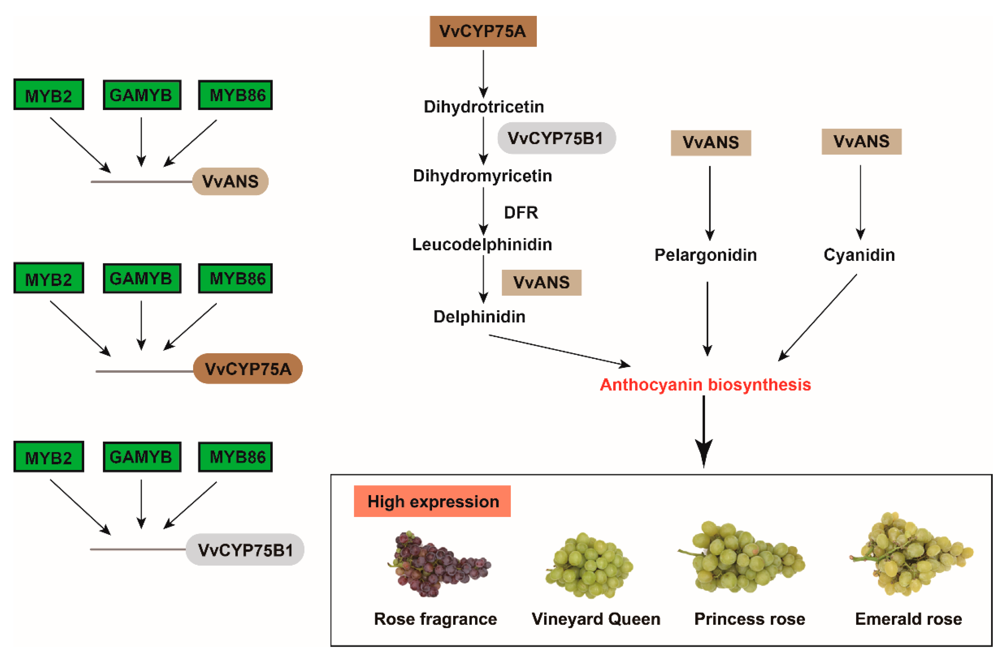 Forests 14 00416 g007 Forests 14 00416 g007