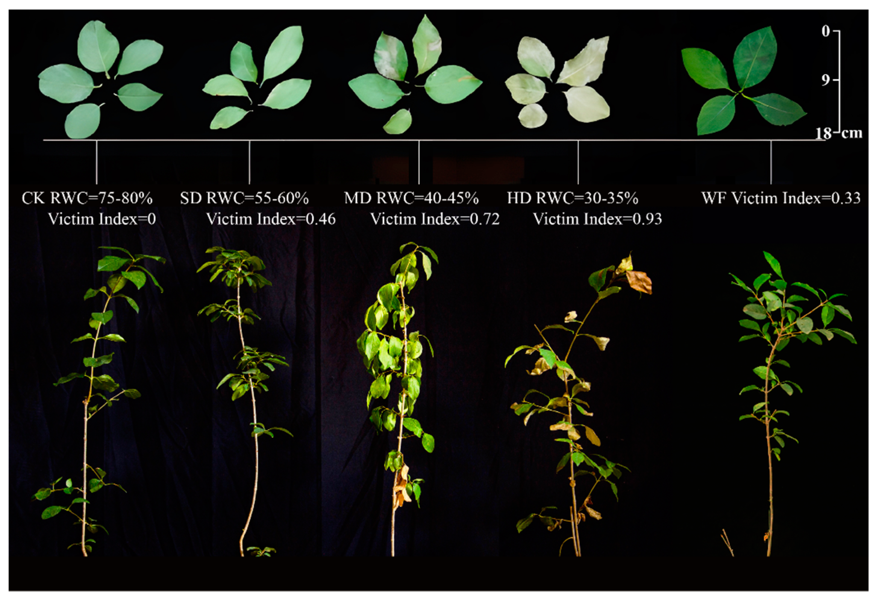 Forests 14 00429 g001 Forests 14 00429 g001
