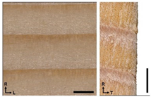 Forests 14 00440 i001