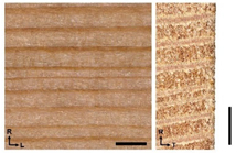 Forests 14 00440 i002