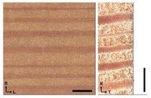 Forests 14 00440 i004