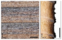 Forests 14 00440 i005