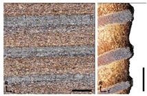 Forests 14 00440 i006