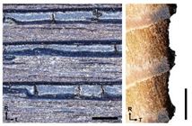 Forests 14 00440 i007